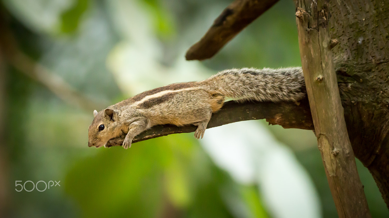 150-600mm F5-6.3 DG OS HSM | Contemporary 015 sample photo. Img photography