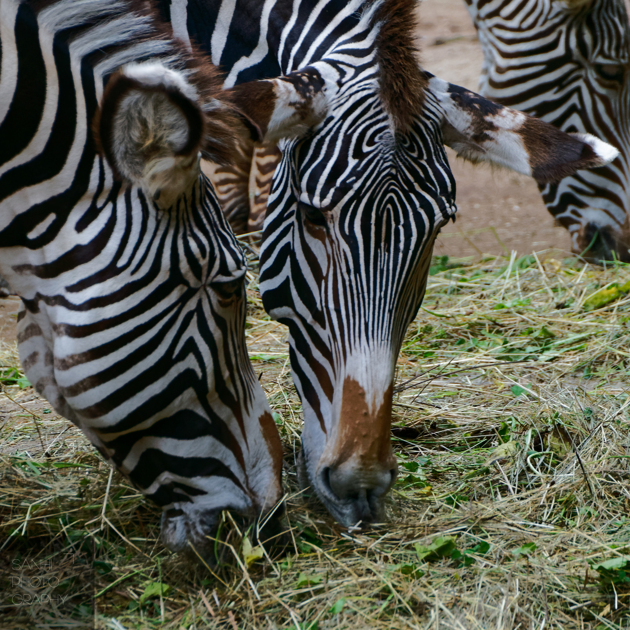 Tamron SP 70-300mm F4-5.6 Di USD sample photo. Zebras photography
