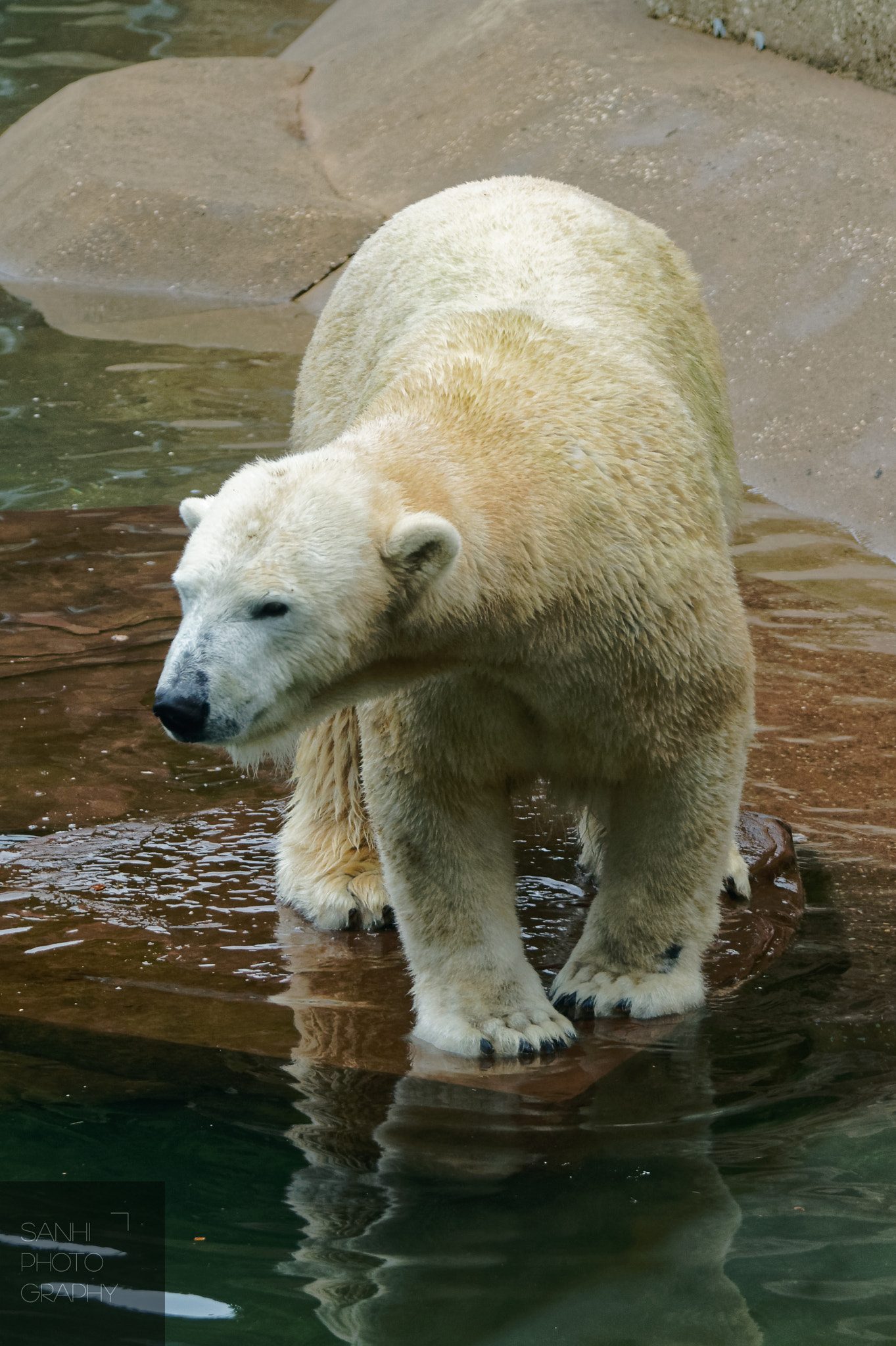 Tamron SP 70-300mm F4-5.6 Di USD sample photo. Icebear photography