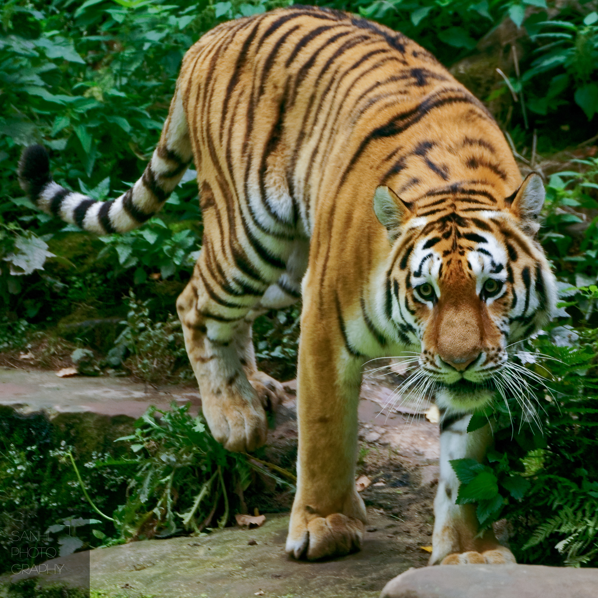 Tamron SP 70-300mm F4-5.6 Di USD sample photo. Tiger photography