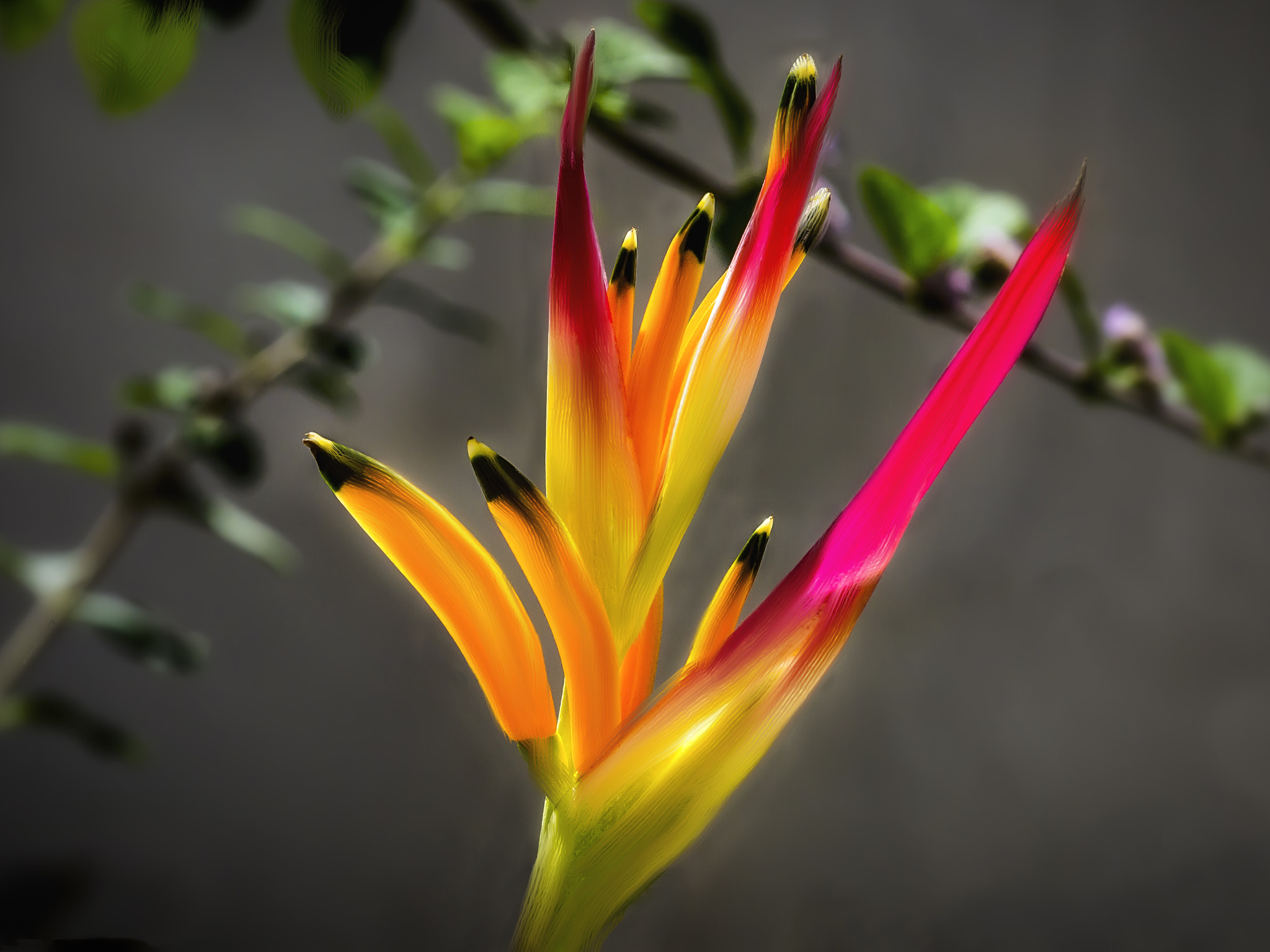 Olympus E-5 sample photo. Colores y texturas. photography