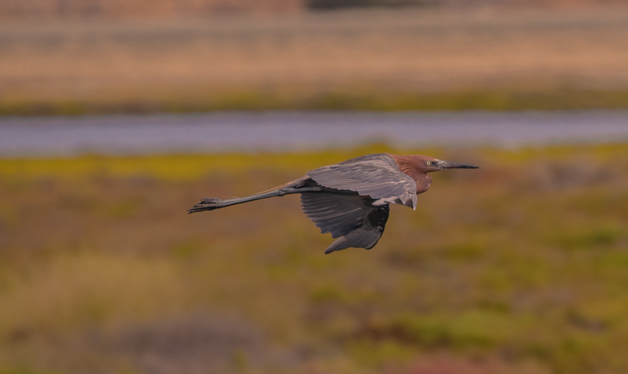 150-600mm F5-6.3 DG OS HSM | Contemporary 015 sample photo. Reddish egret downstroke photography