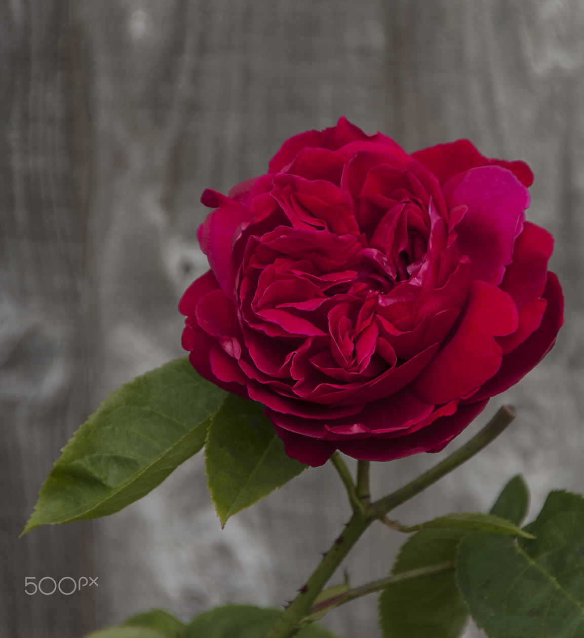 Sigma 18-250mm F3.5-6.3 DC OS HSM sample photo. A david austin rose photography