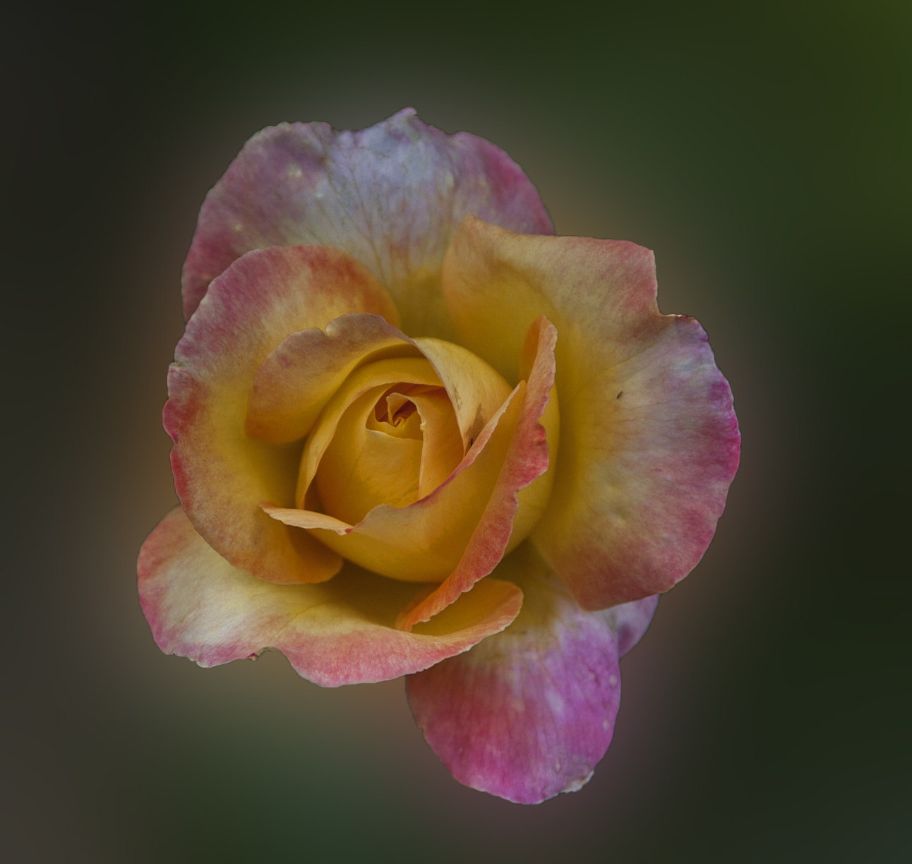 Canon EOS 40D sample photo. Love and peace photography