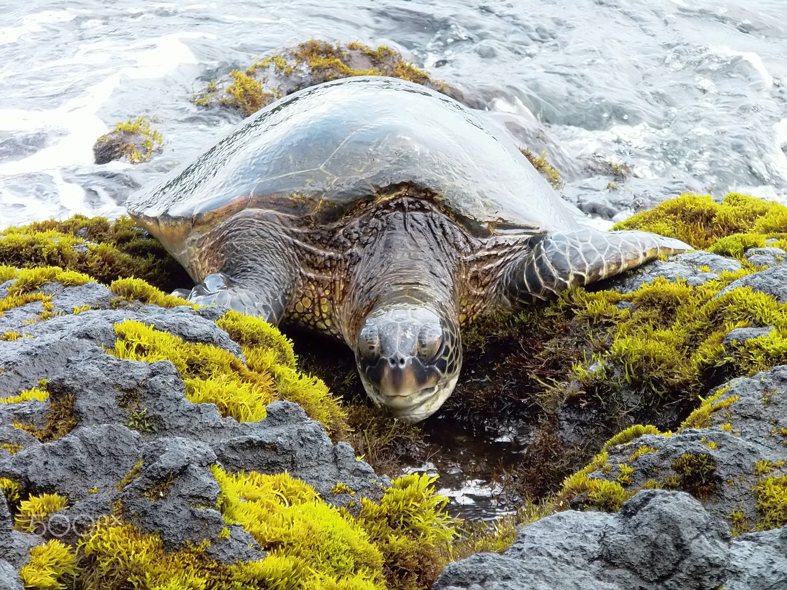 Olympus SP-720UZ sample photo. Green sea turtle eating photography