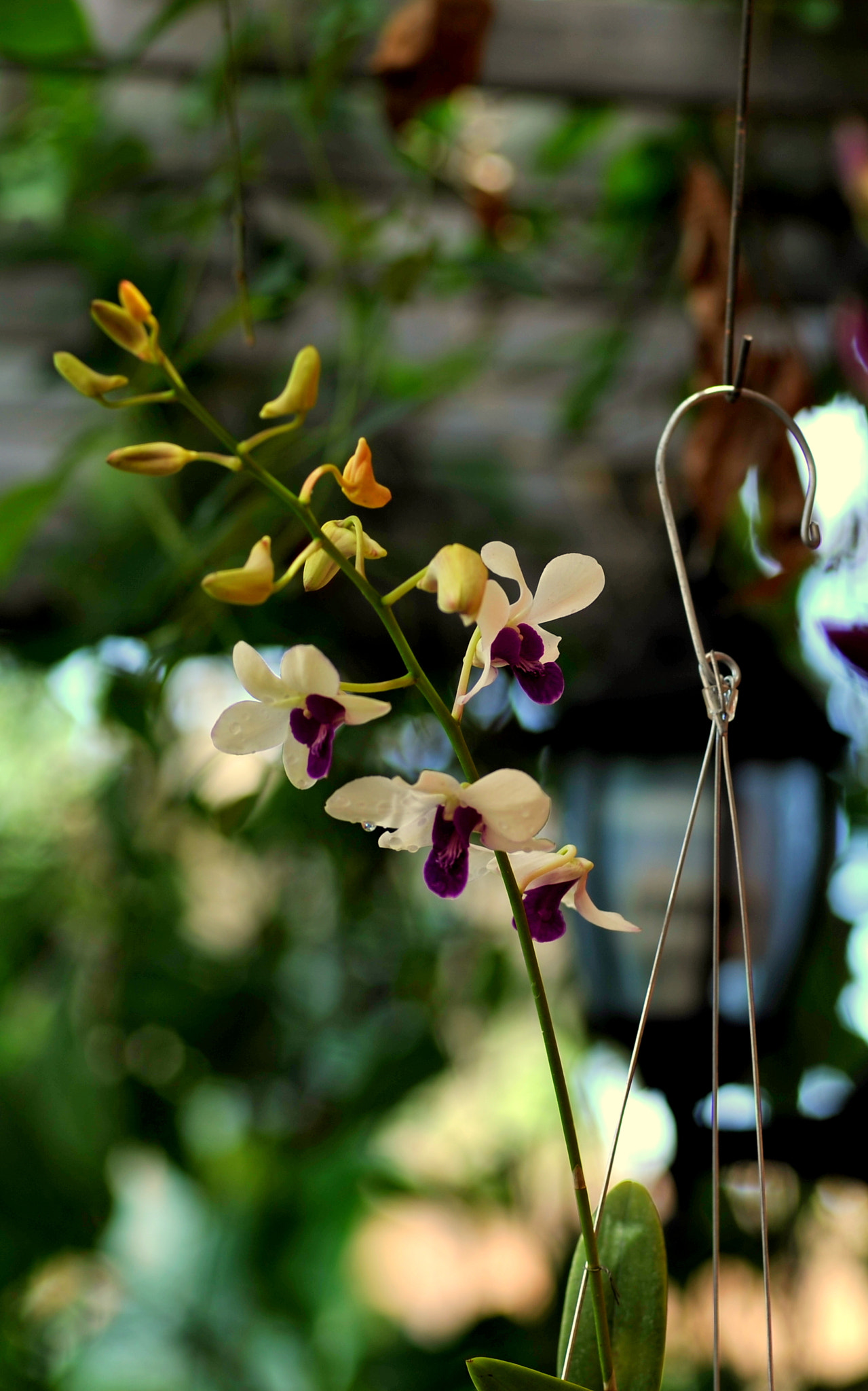 Nikon AF-Nikkor 80-200mm F2.8D ED sample photo. Phalaenopsis photography