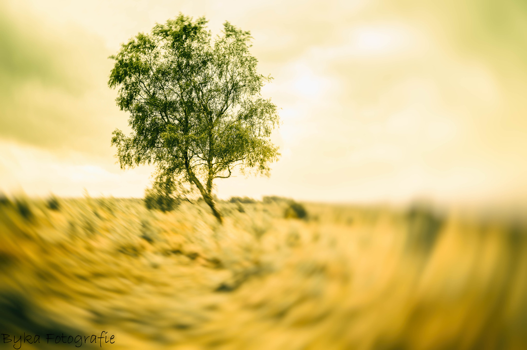 Sigma 28-300mm F3.5-6.3 DG Macro sample photo. Swirling tree  photography