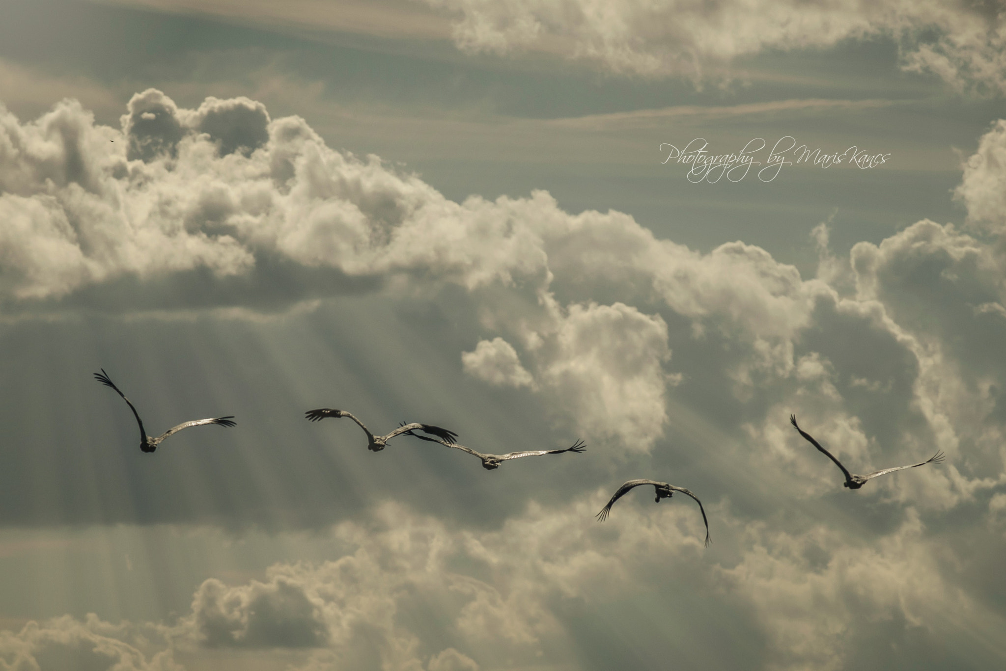 Nikon D810 + Nikon AF-S Nikkor 300mm F4D ED-IF sample photo. In the sky photography