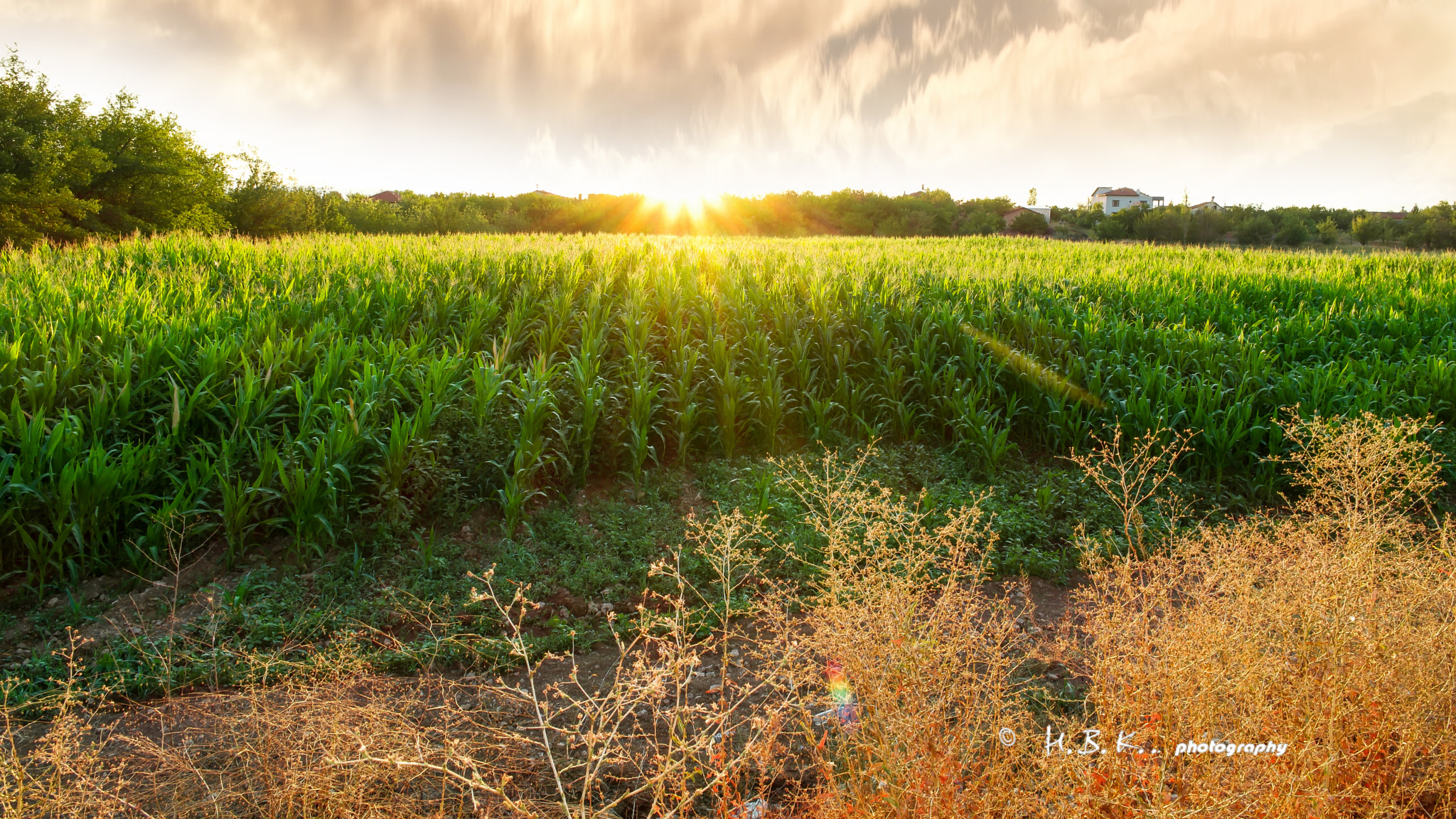 Samsung NX500 + NX 16mm F2.4 sample photo. The sun,wellcome to the cornfield photography