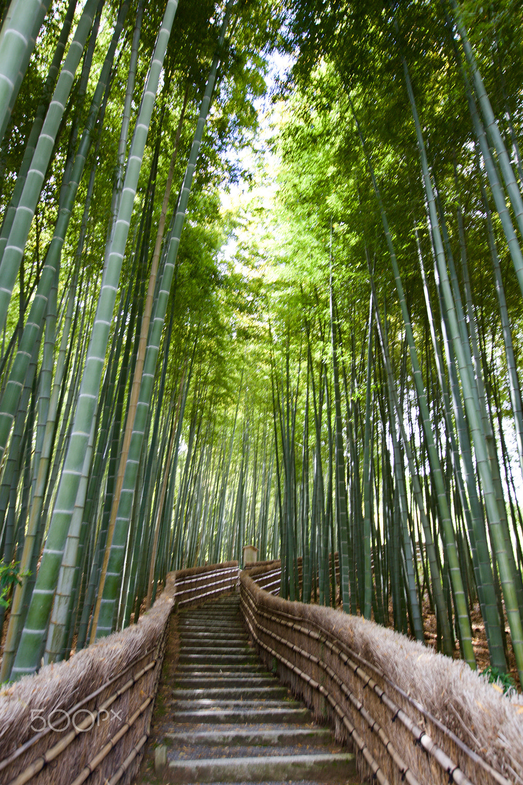 Canon EOS 5DS + Canon EF 11-24mm F4L USM sample photo. A quiet narrow alley through the bamboo forest photography