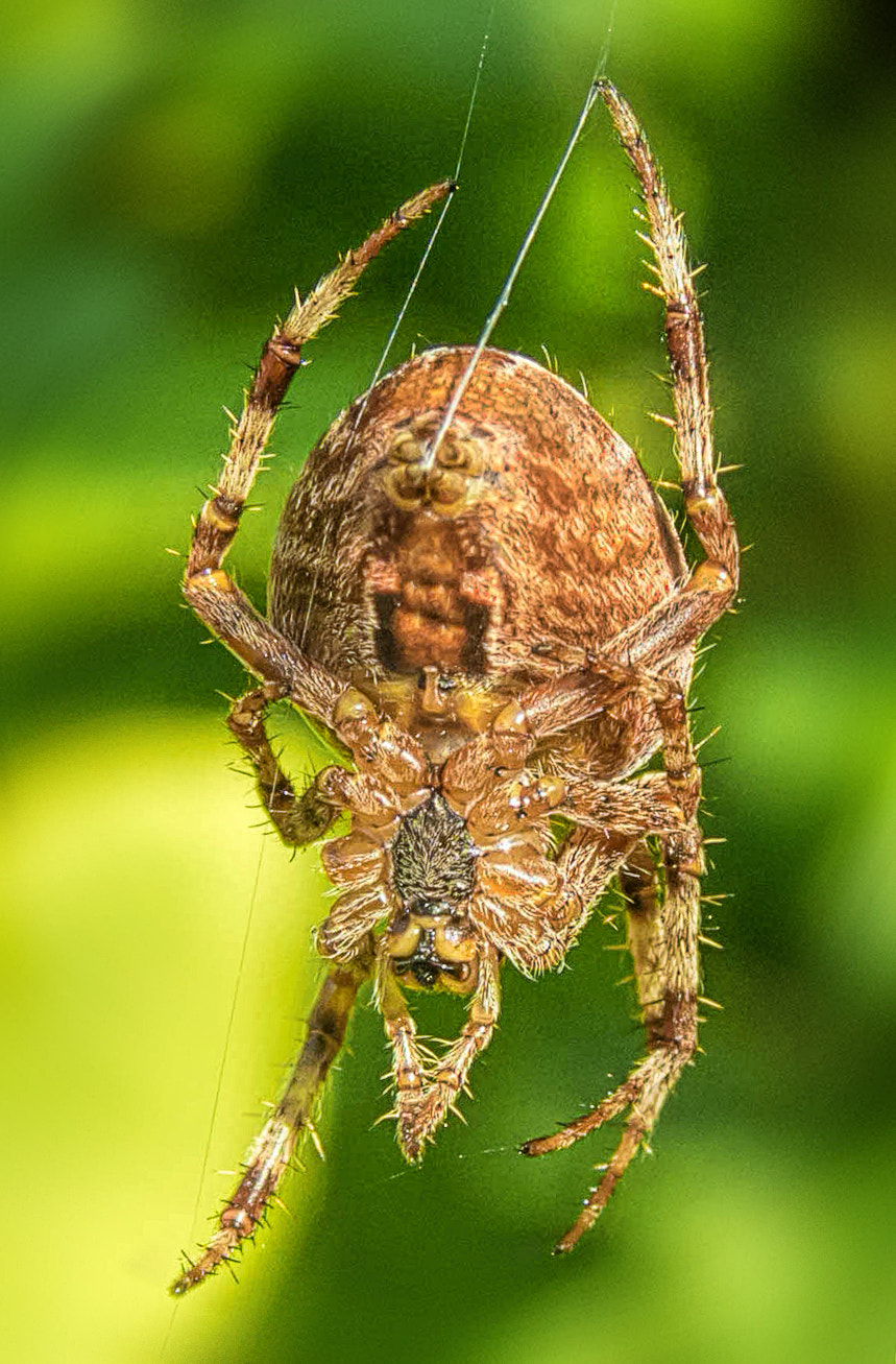Sony ILCA-77M2 sample photo. Spider producing net photography
