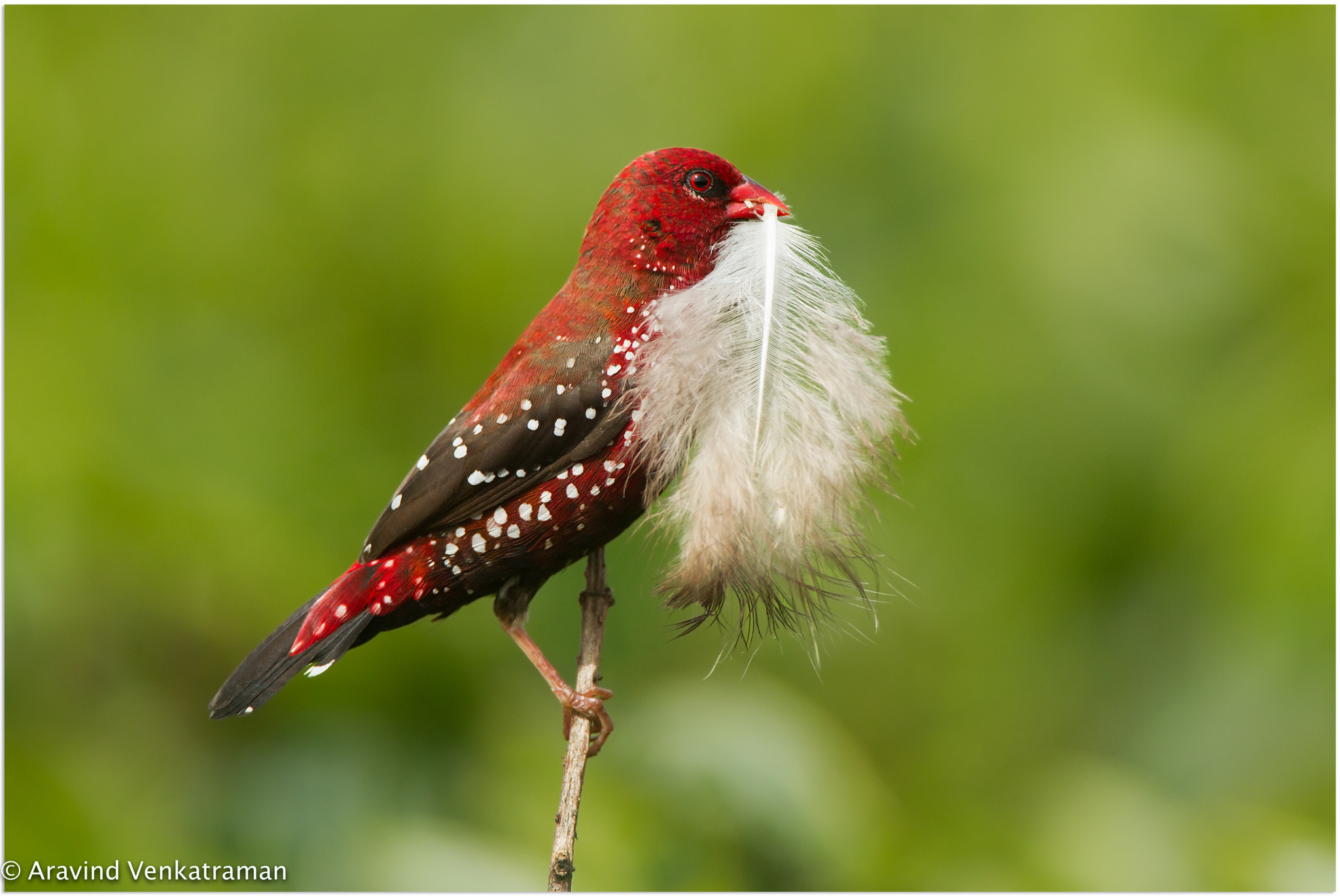 Canon EF 500mm F4L IS USM sample photo. Red avadavat photography