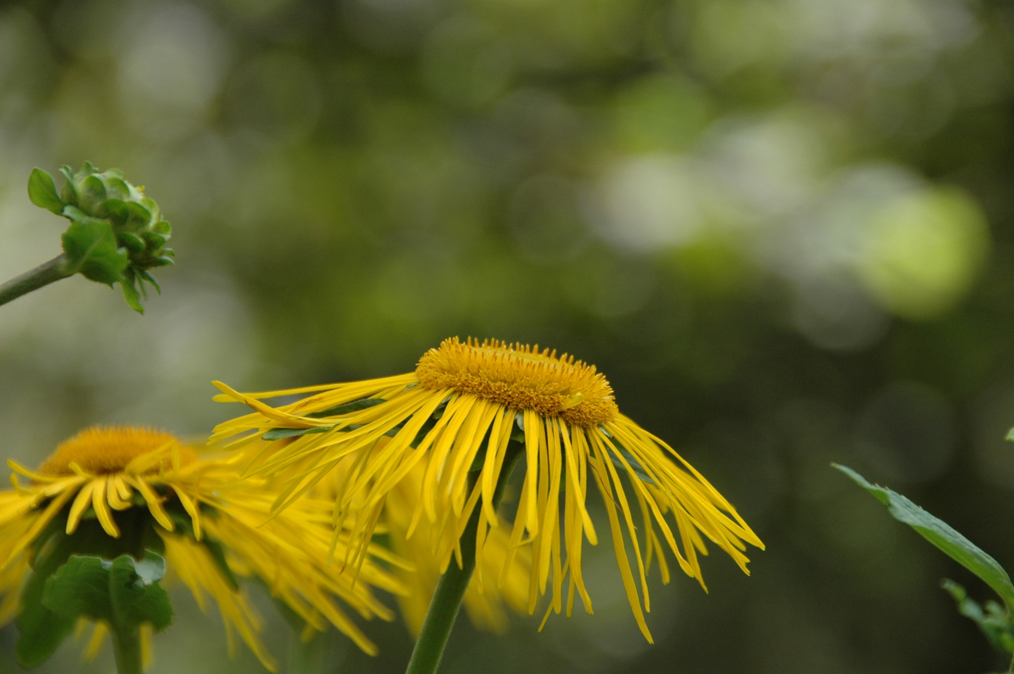Nikon D70 sample photo