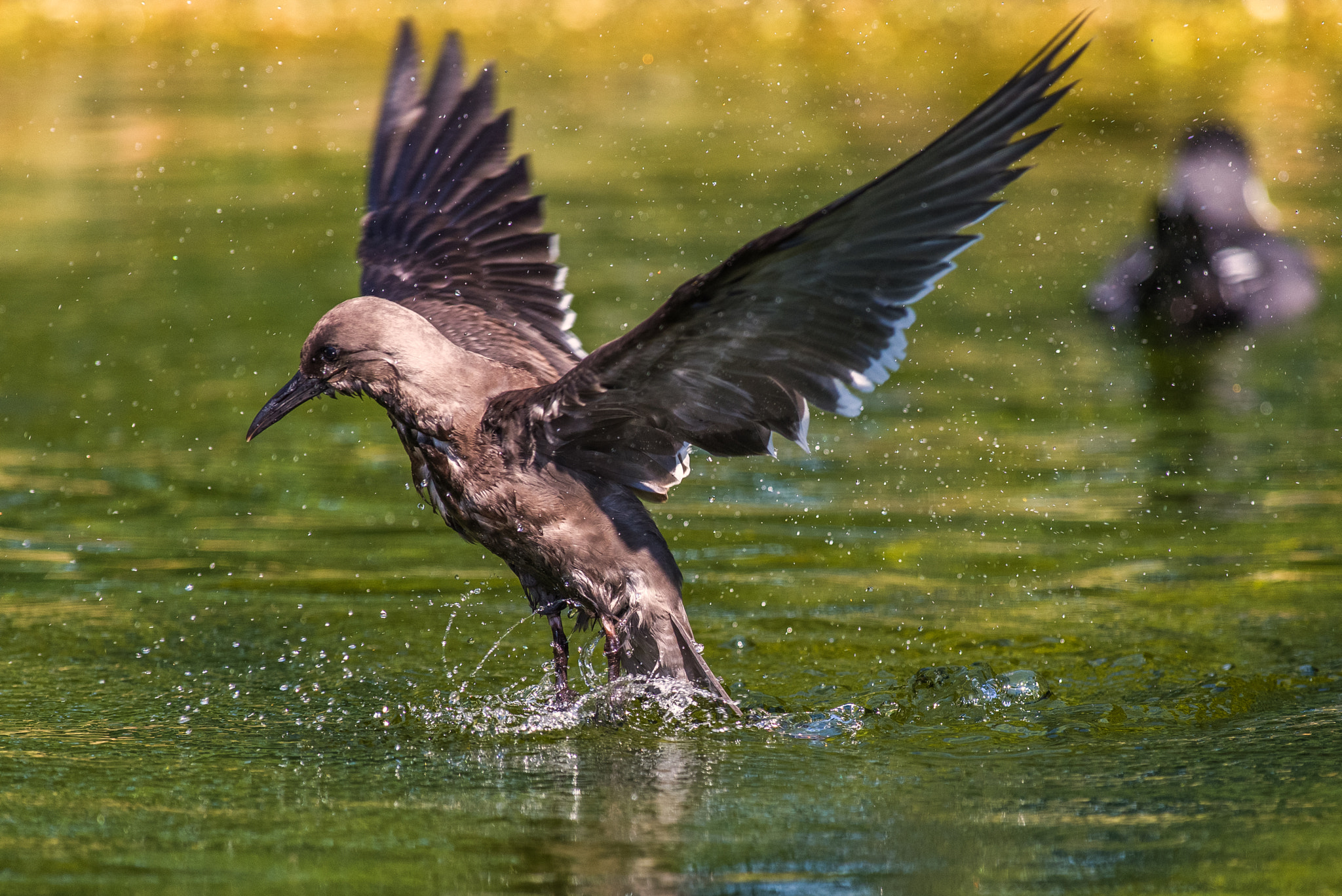 Pentax smc DA* 300mm F4.0 ED (IF) SDM sample photo. Young inca tern photography