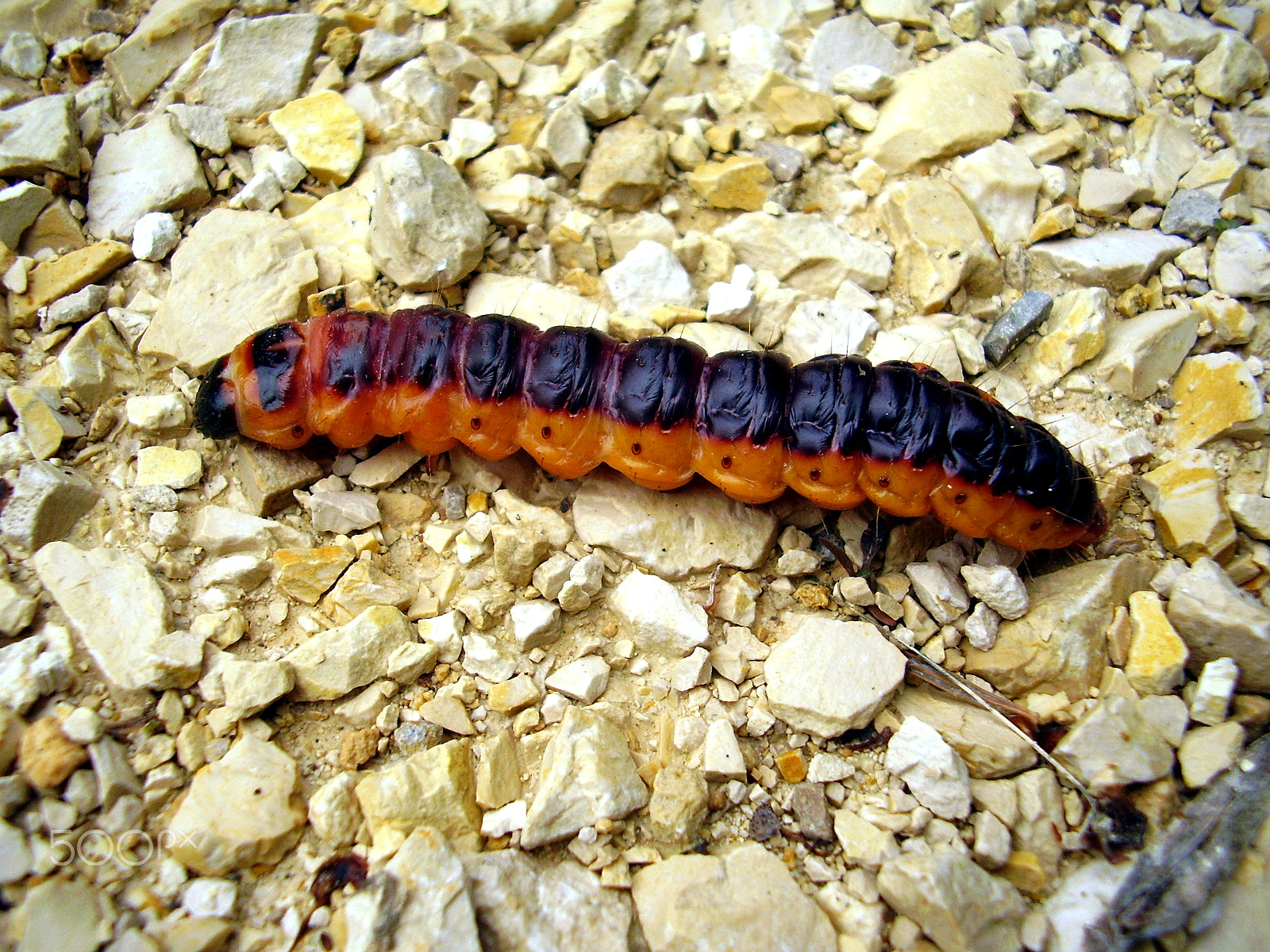 Olympus FE115,X715 sample photo. Goat moth caterpillar photography