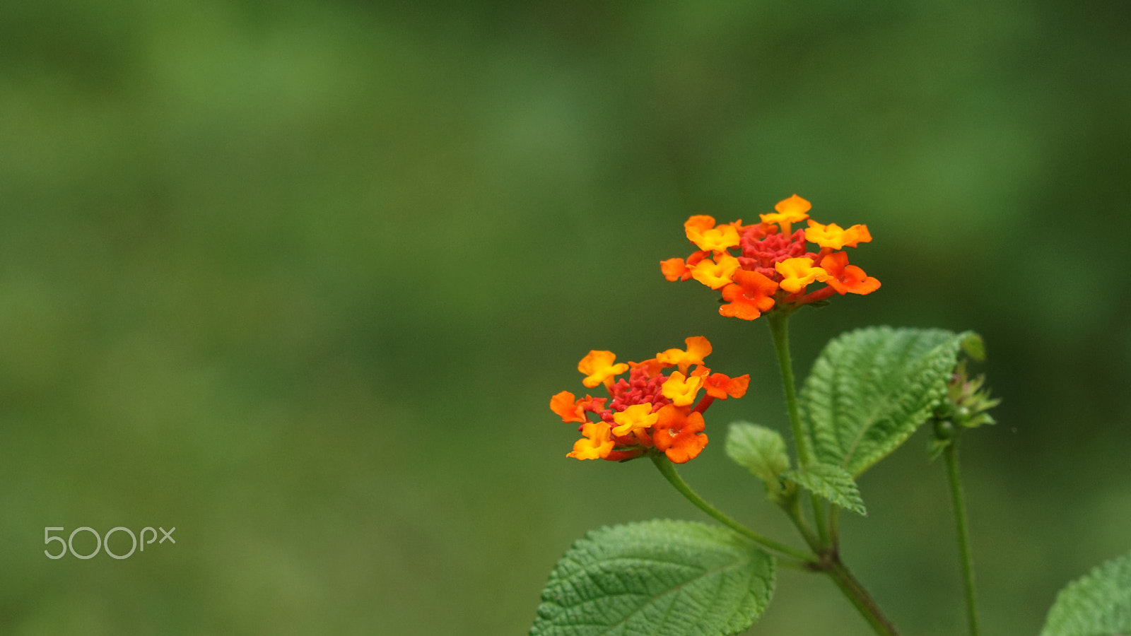 Sony FE 24-240mm F3.5-6.3 OSS sample photo. Flowerbunch photography