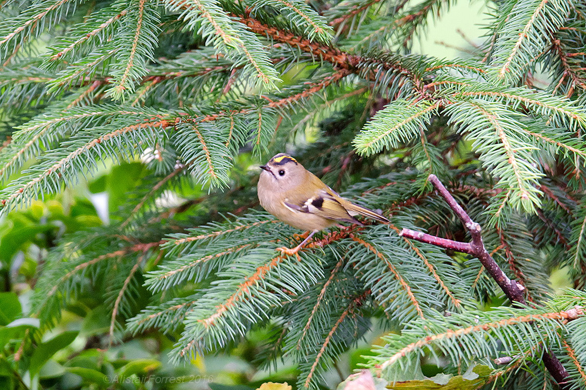 Sigma 150-600mm F5-6.3 DG OS HSM | S sample photo. Goldcrest photography