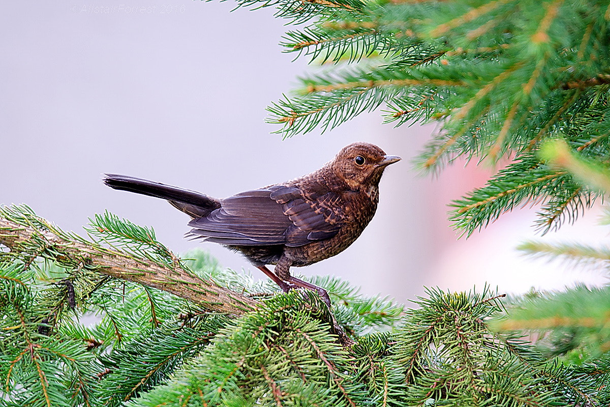 Sigma 150-600mm F5-6.3 DG OS HSM | S sample photo. Bb photography