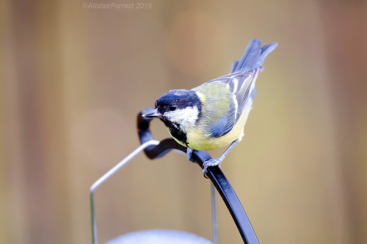 Sigma 150-600mm F5-6.3 DG OS HSM | S sample photo. Bt photography