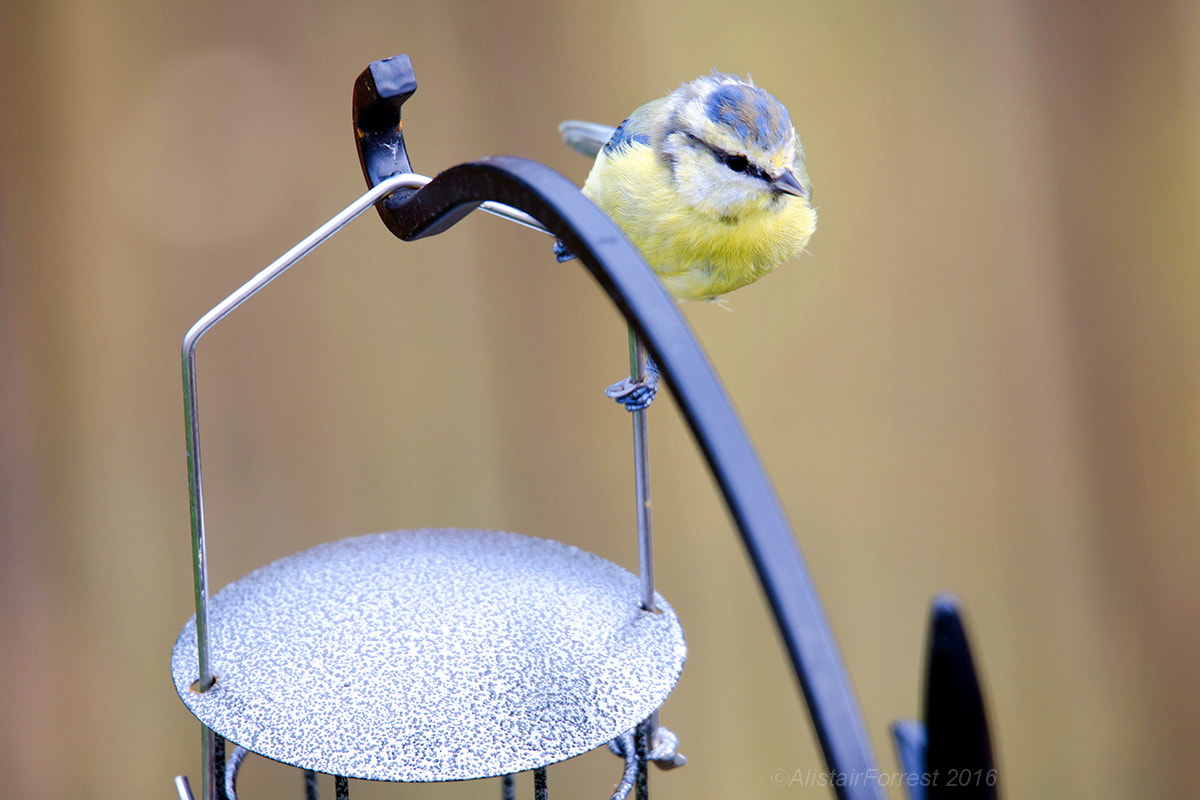 Sigma 150-600mm F5-6.3 DG OS HSM | S sample photo. Bt photography