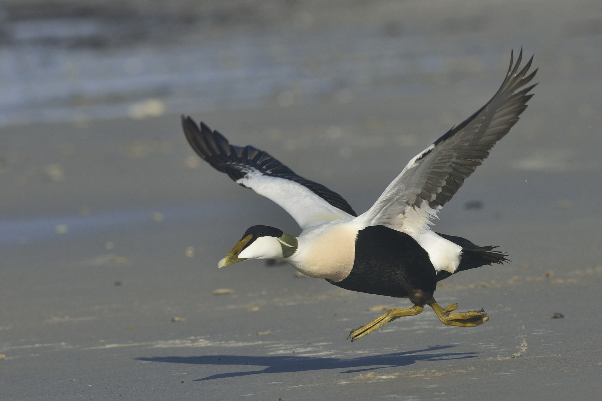 Nikon D800 + Nikon AF-S Nikkor 300mm F4D ED-IF sample photo. Eiderente - eider duck photography