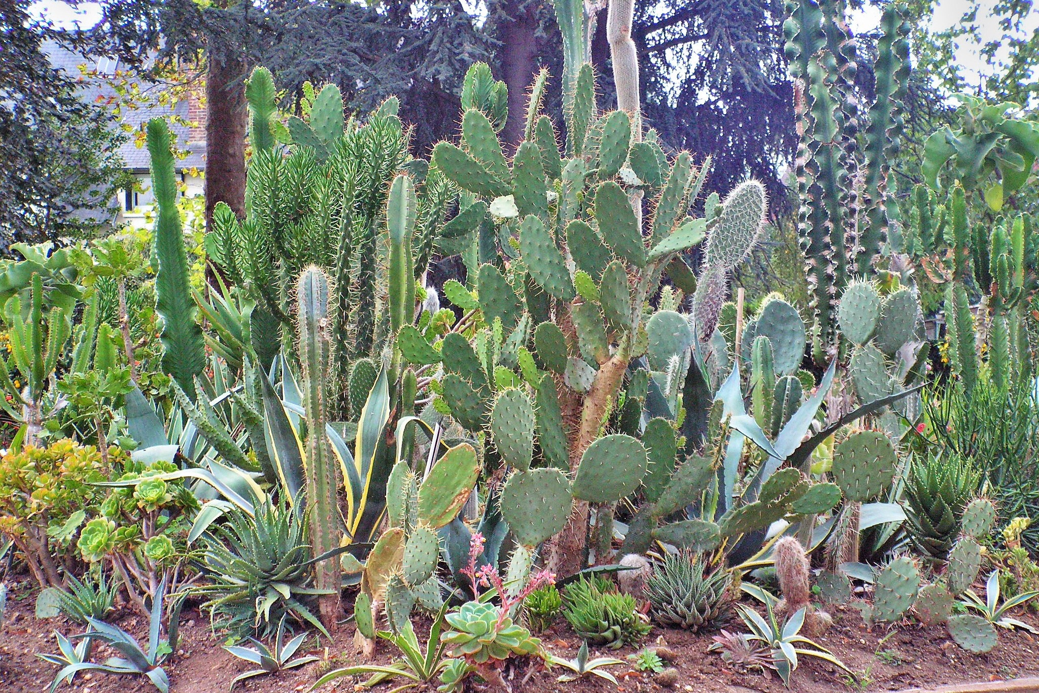 KONICA MINOLTA DiMAGE Z20 sample photo. Cactus photography
