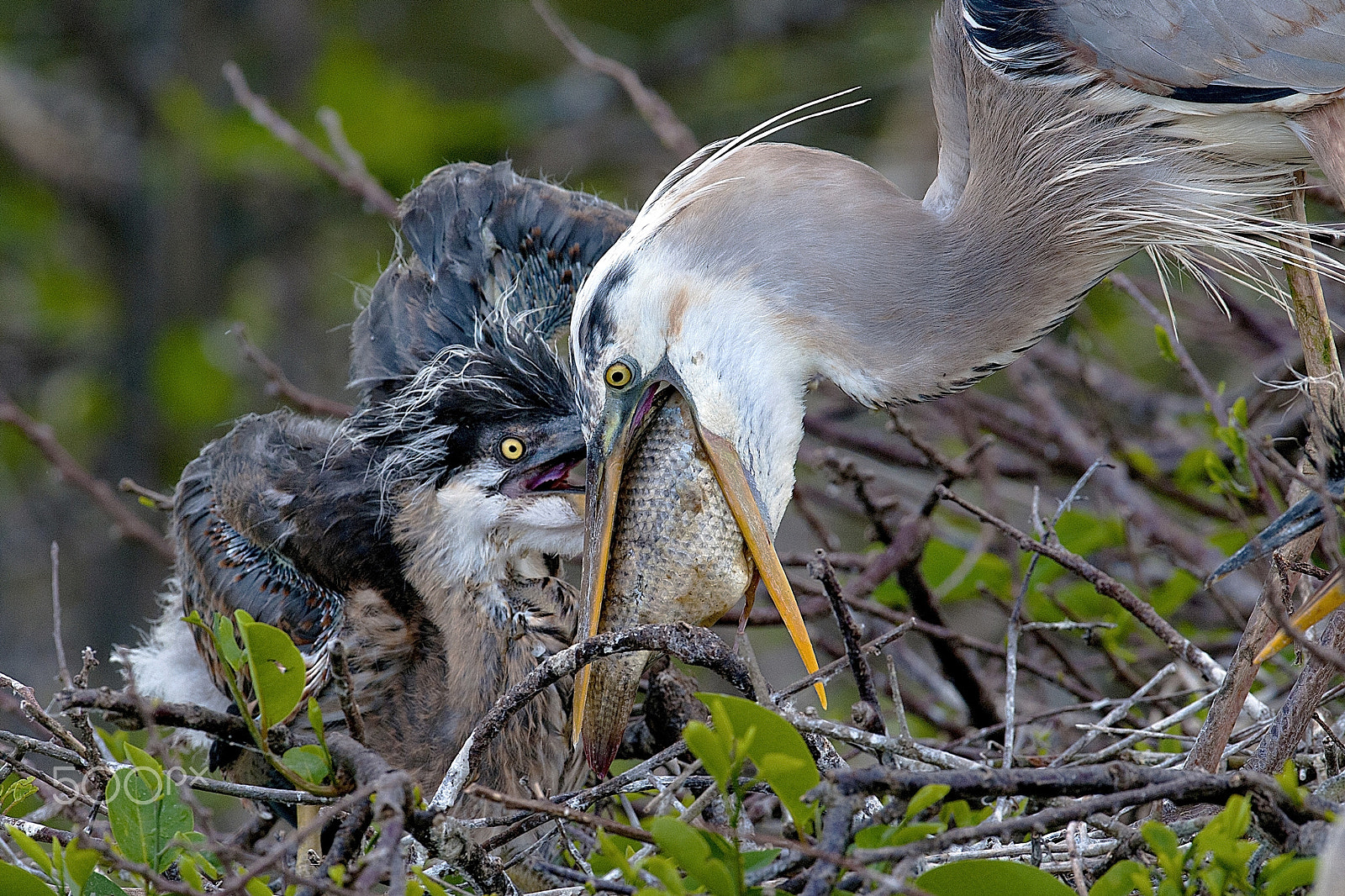 Nikon D300 + Nikon AF-S Nikkor 600mm F4G ED VR sample photo. Feeding young ii photography