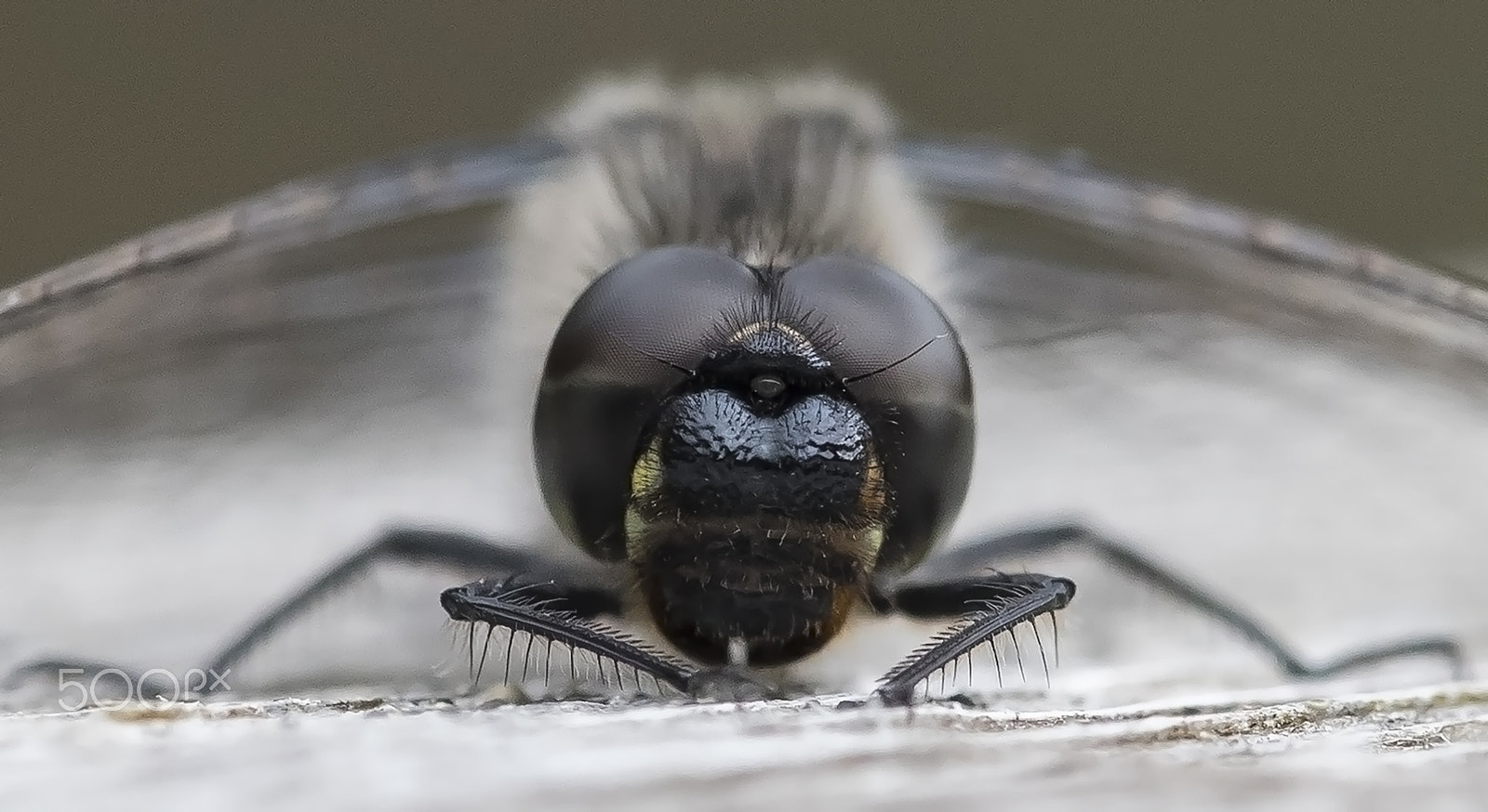 Canon EF 180mm F3.5L Macro USM sample photo. Eyes photography