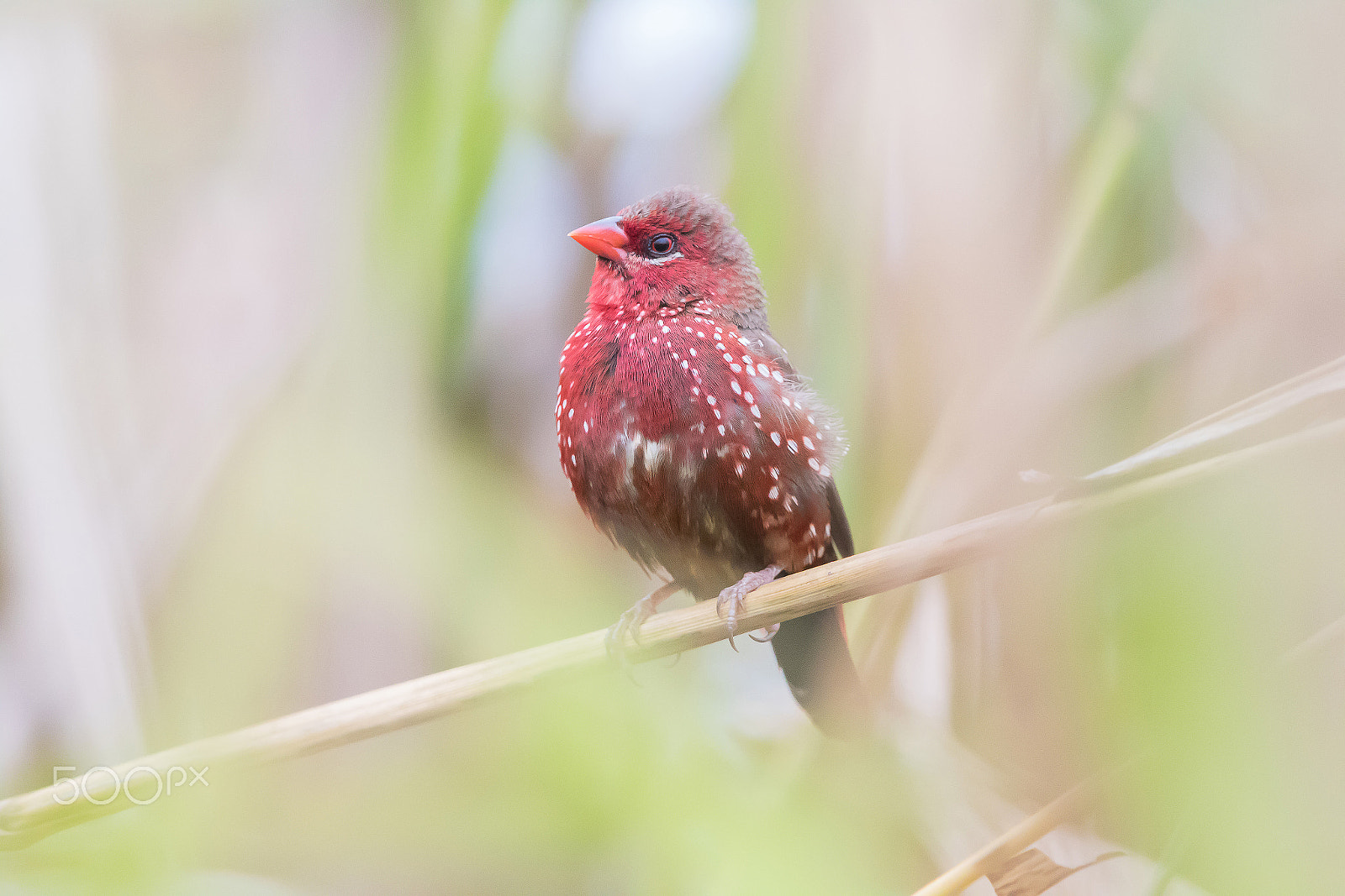 Canon EOS 7D Mark II sample photo. Red avadavat in nature photography