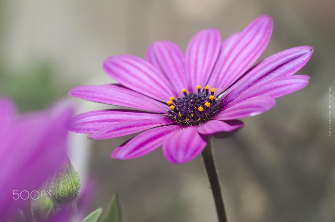Nikon D7000 + Sigma 35mm F1.4 DG HSM Art sample photo. Beautiful nature 5 photography