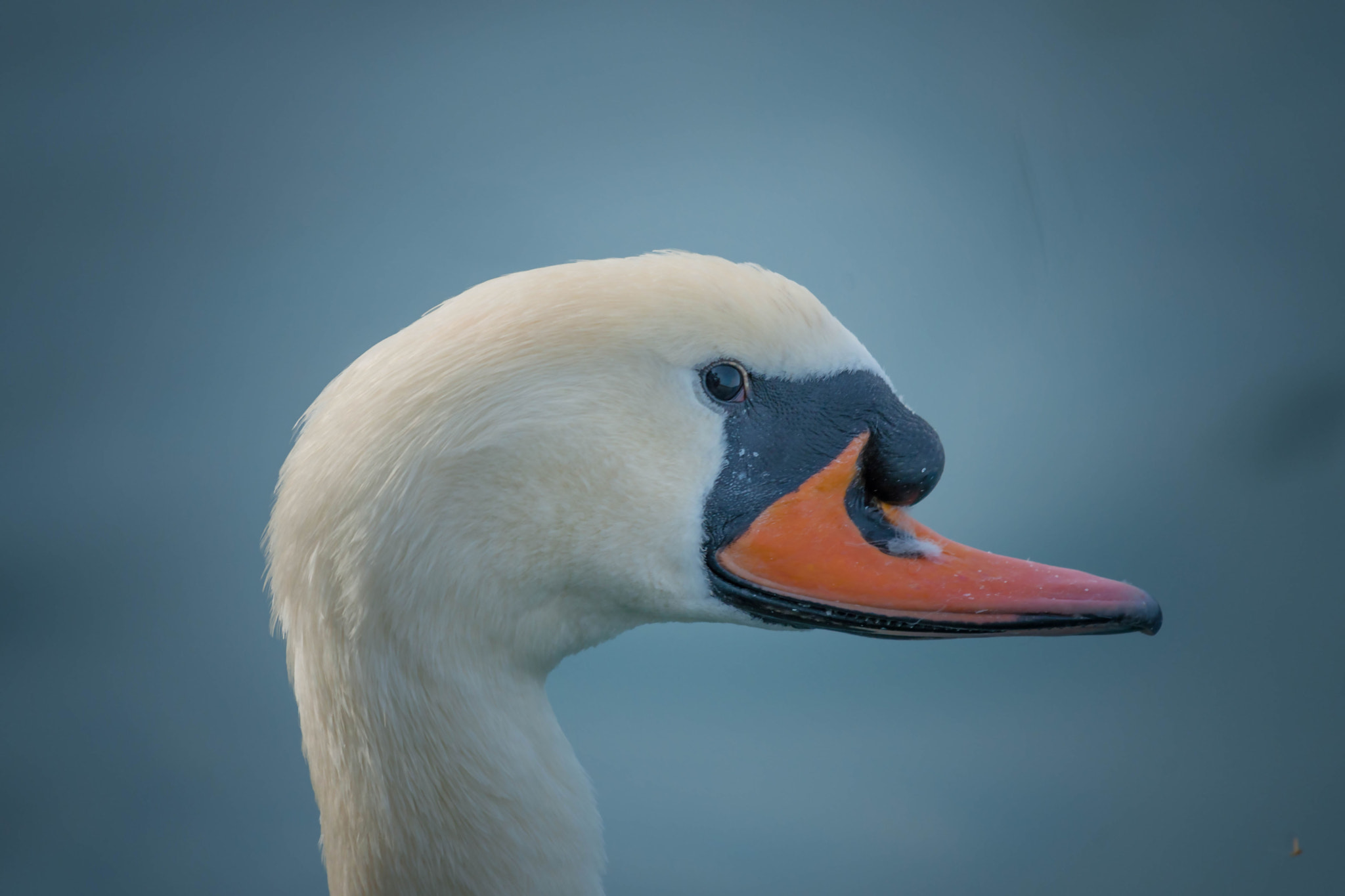 Nikon D3X sample photo. Hometown swan alien photography