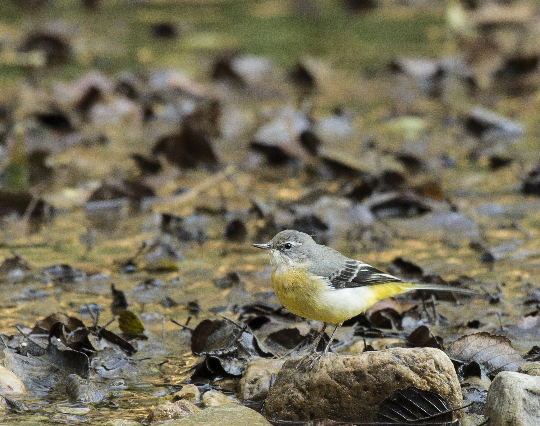 Nikon AF-S Nikkor 200-500mm F5.6E ED VR sample photo. Gray wagtail photography