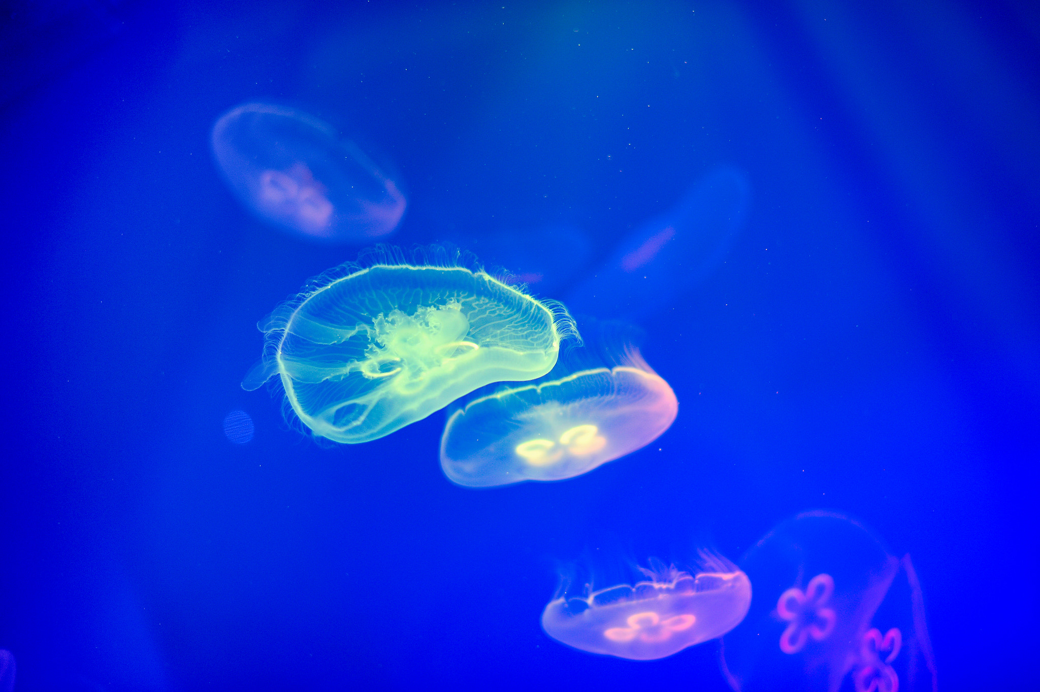 Nikon D4 + Nikon AF-S Nikkor 50mm F1.4G sample photo. Jellyfish in the water with neon photography