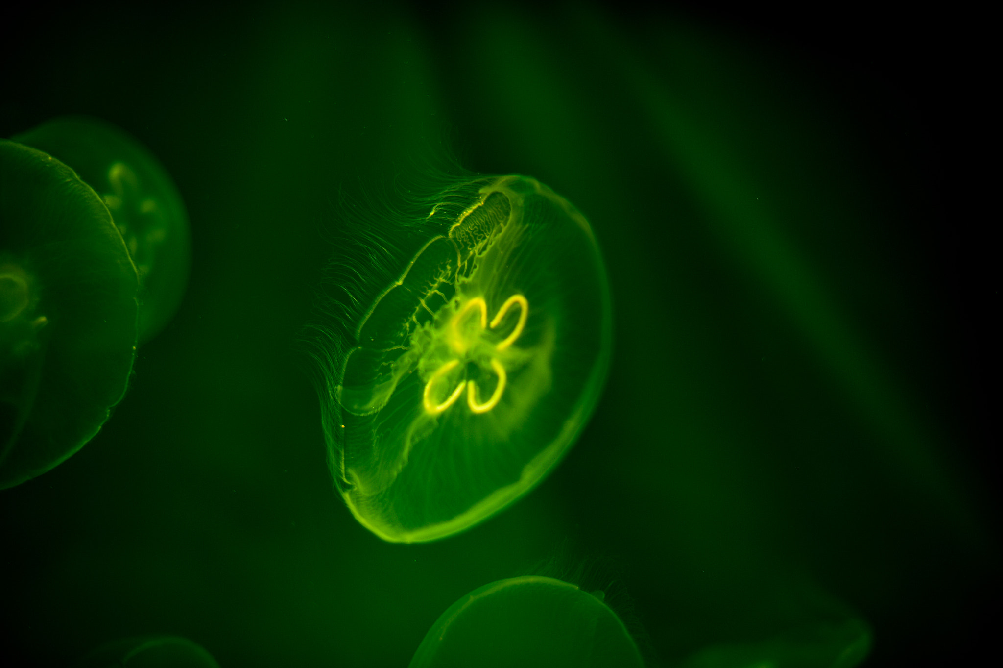 Nikon D4 + Nikon AF-S Nikkor 50mm F1.4G sample photo. Jellyfish in the water with neon photography