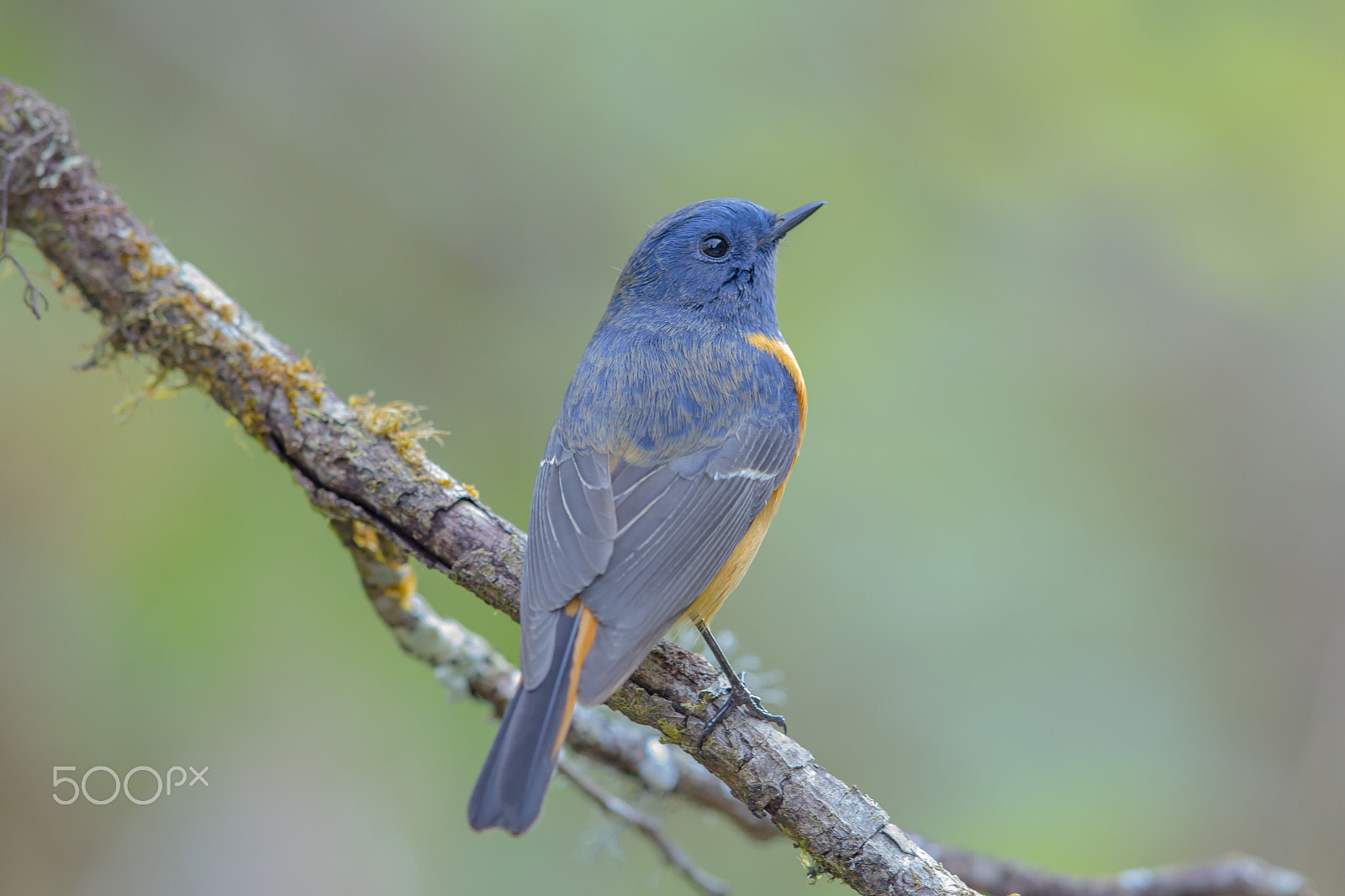 Canon EOS 60D + Canon EF 400mm F2.8L IS II USM sample photo. Blue-fronted redstart bird on branch photography