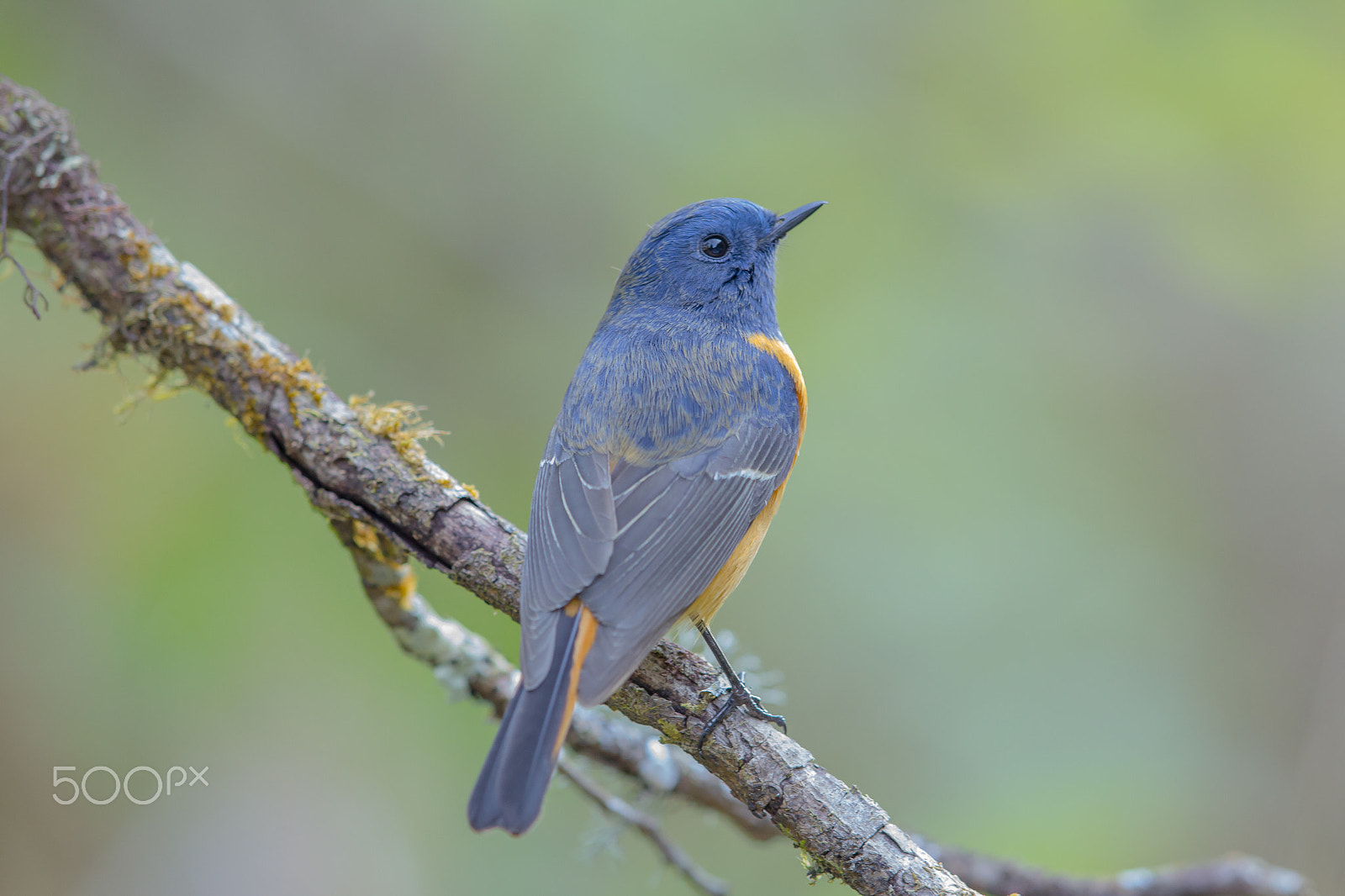 Canon EF 400mm F2.8L IS II USM sample photo. Blue-fronted redstart bird on branch photography