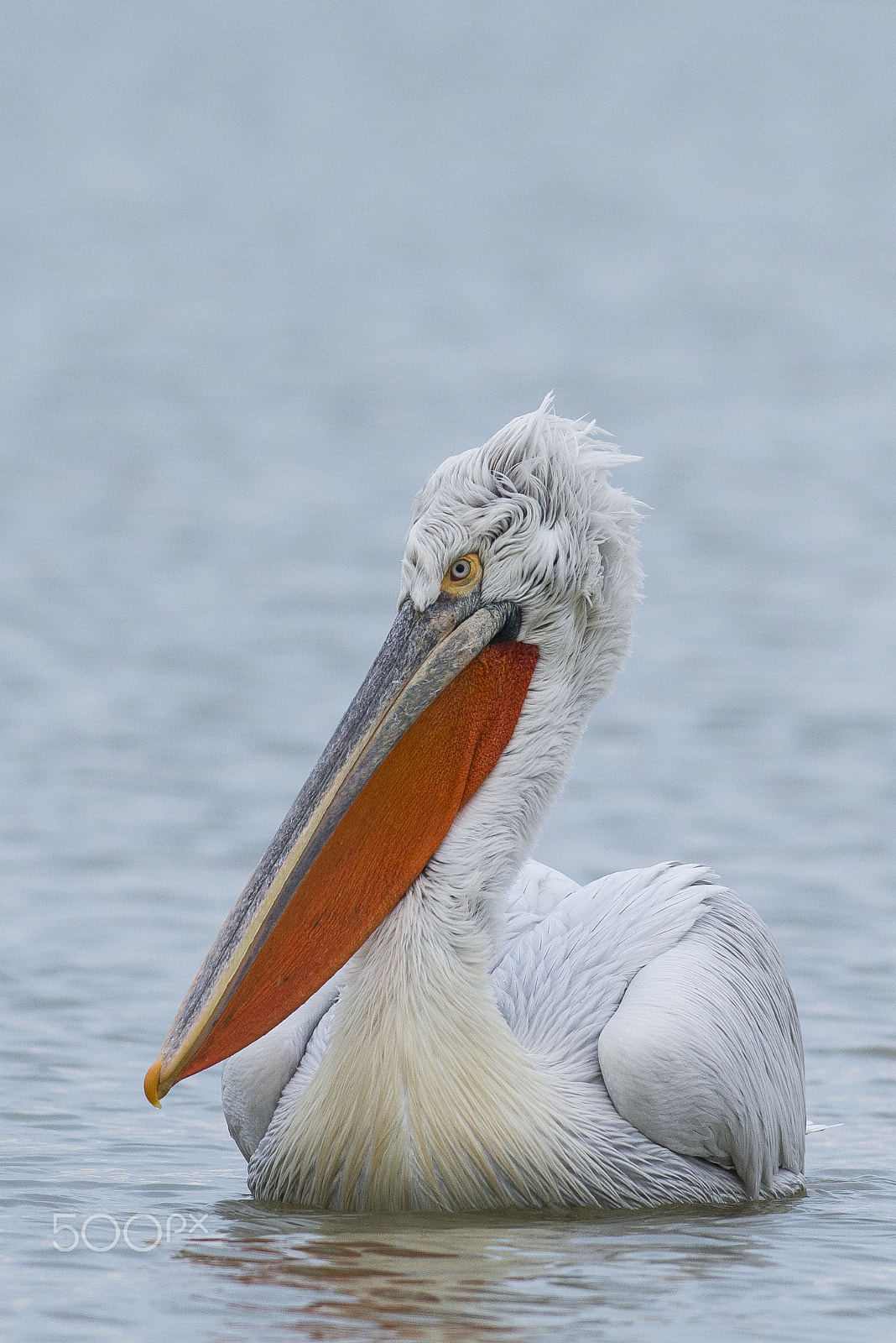 Nikon AF-S Nikkor 300mm F2.8G ED VR II sample photo. Glide photography