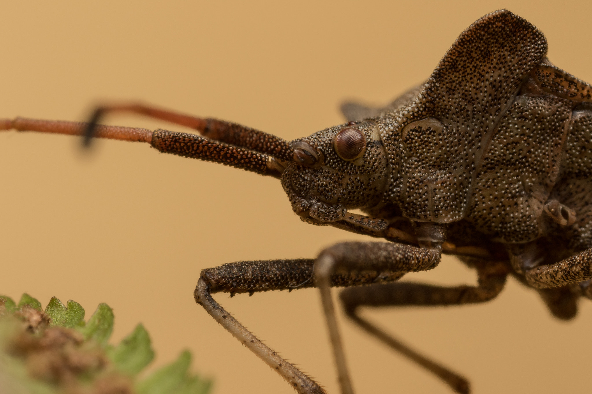 Canon MP-E 65mm F2.5 1-5x Macro Photo sample photo. Coreus marginatus photography