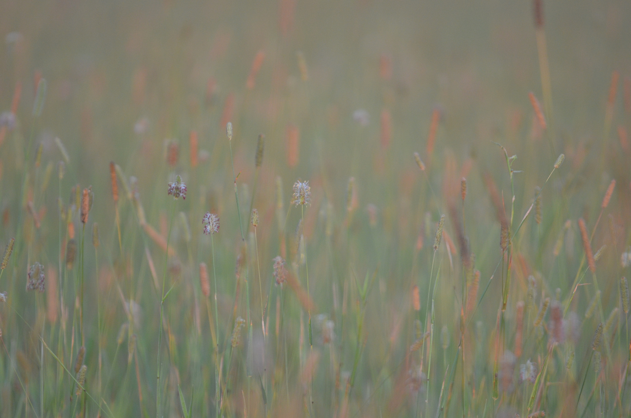 Sigma 150-500mm F5-6.3 DG OS HSM sample photo. Stillness of dawn photography