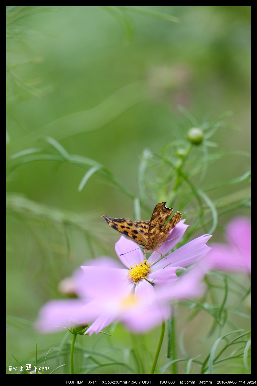 Fujifilm X-T1 + Fujifilm XC 50-230mm F4.5-6.7 OIS II sample photo. Autumn_01 photography