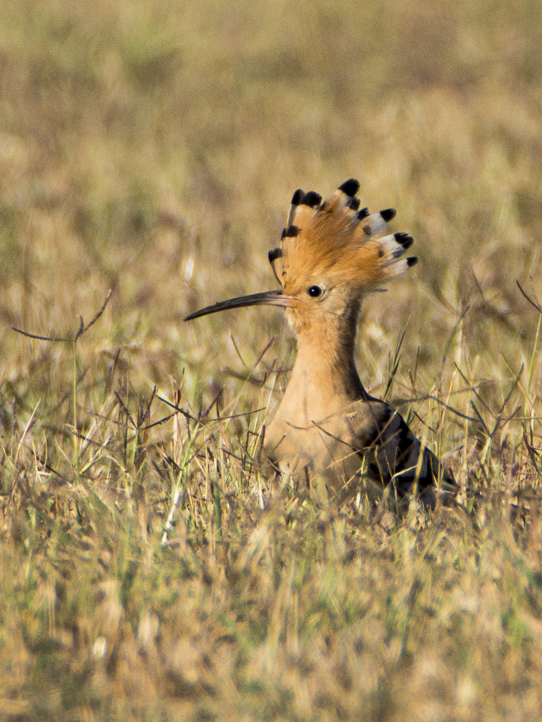 Tamron SP 150-600mm F5-6.3 Di VC USD sample photo. Hoopoe photography