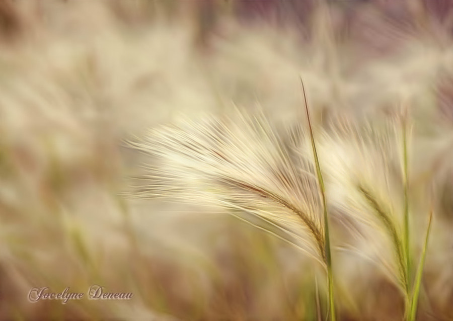 Pentax K-5 sample photo. Sunbathed grass photography