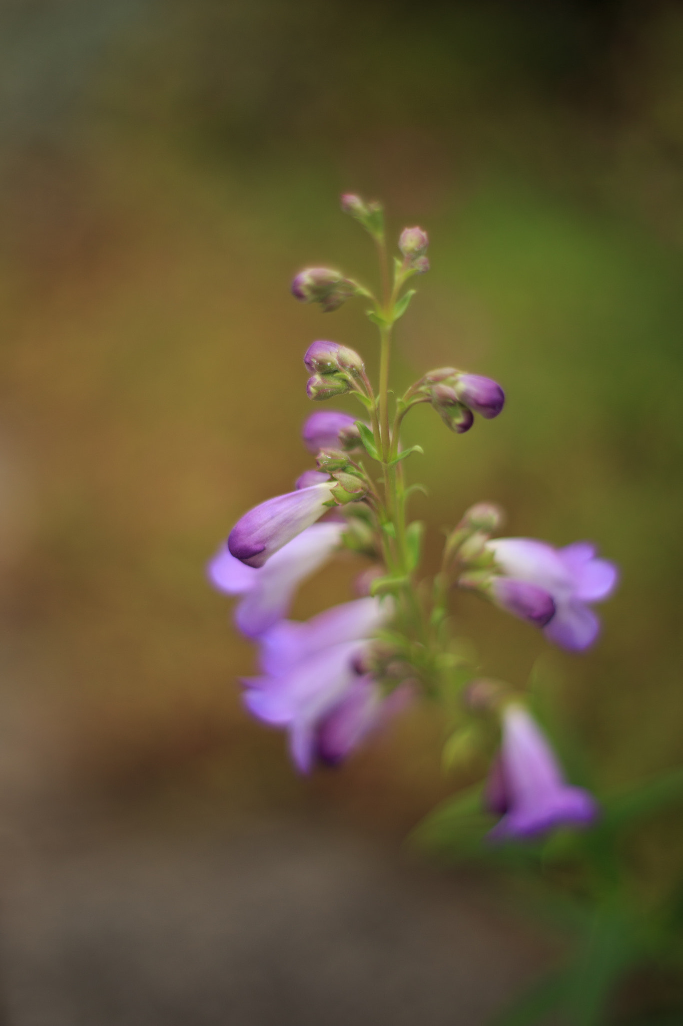 ZEISS Planar T* 50mm F1.4 sample photo. Purple flowers photography