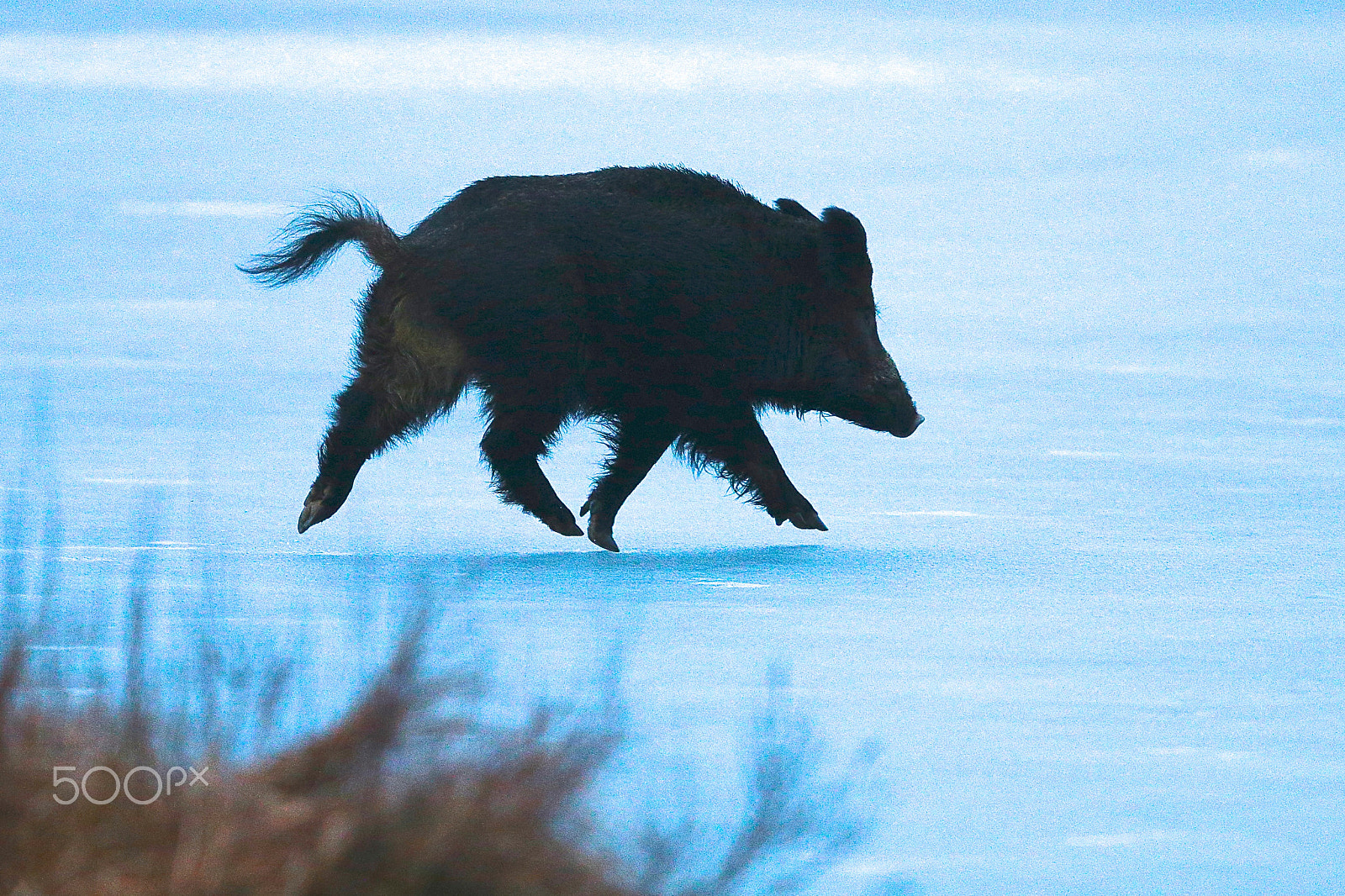 Canon EF 400mm F2.8L IS II USM sample photo. Piggy on the ice photography