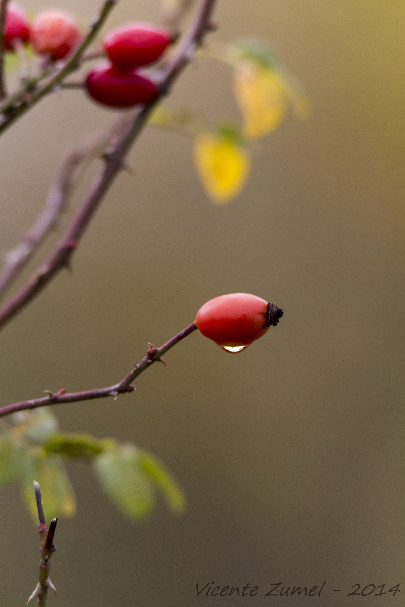 Canon EOS 700D (EOS Rebel T5i / EOS Kiss X7i) + Tamron SP 150-600mm F5-6.3 Di VC USD sample photo. Autumn photography