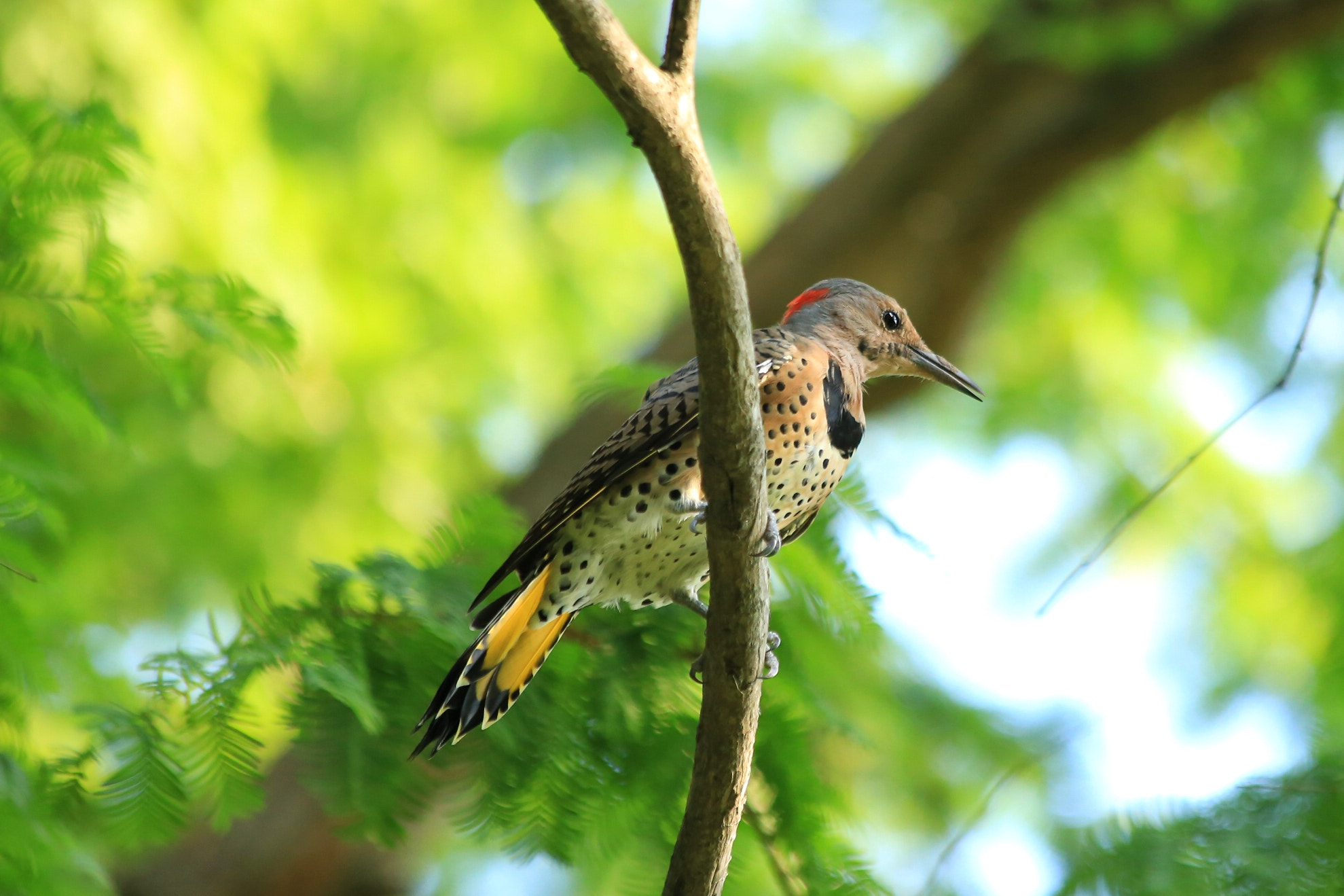 Canon EF 70-300mm F4-5.6 IS USM sample photo