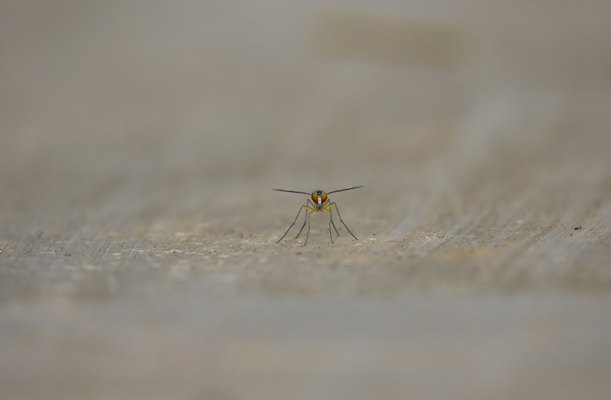 Canon EOS 1000D (EOS Digital Rebel XS / EOS Kiss F) sample photo. My tiny world photography