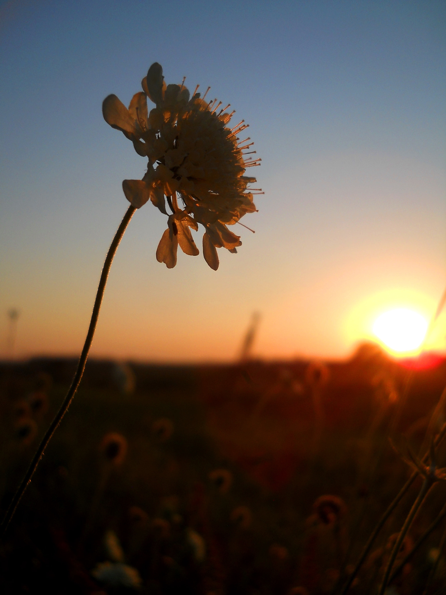 Nikon Coolpix L21 sample photo. Sunrise with flowers photography