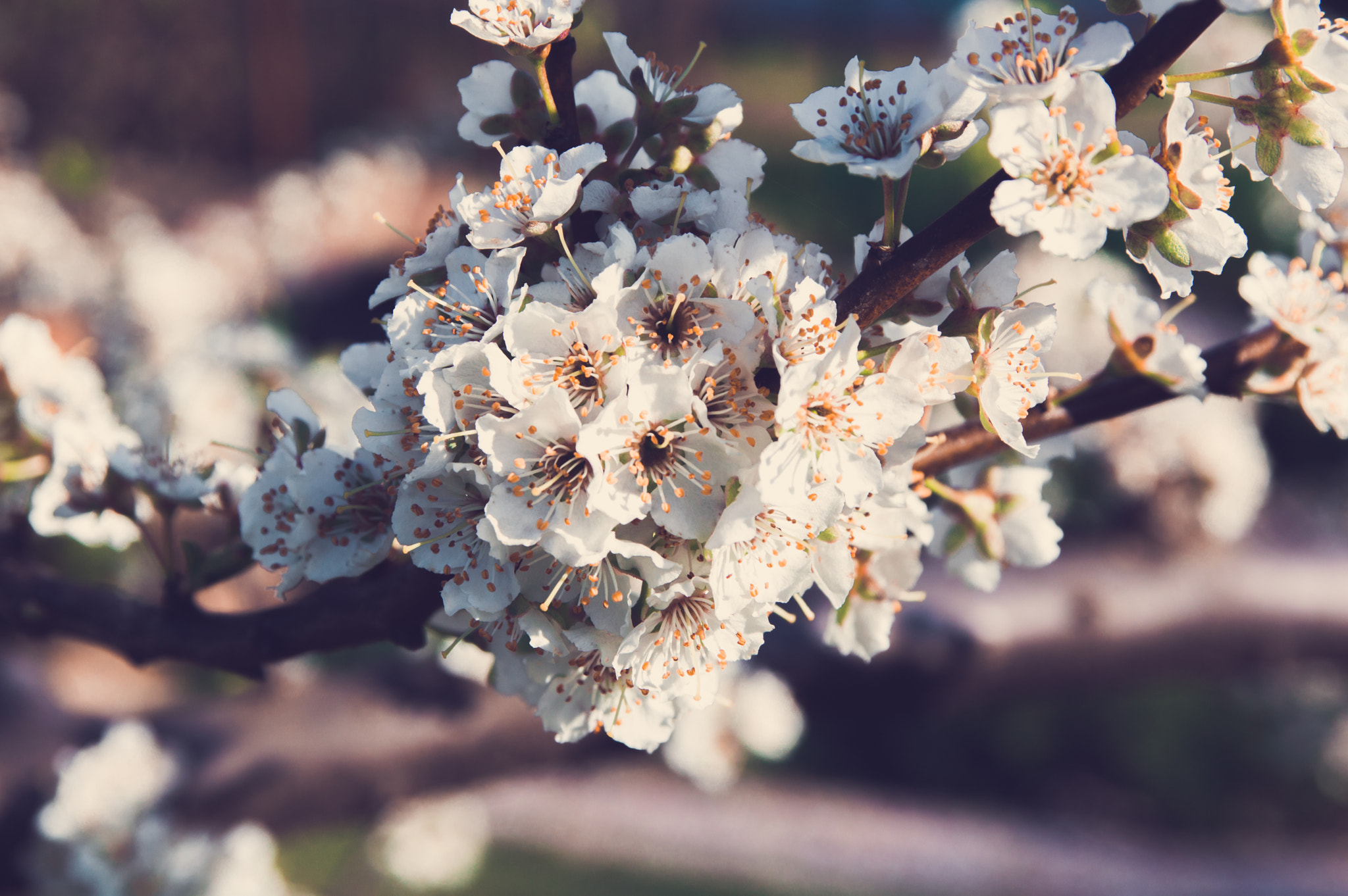 Sigma 17-70mm F2.8-4 DC Macro OS HSM sample photo. Cliche spring photo photography