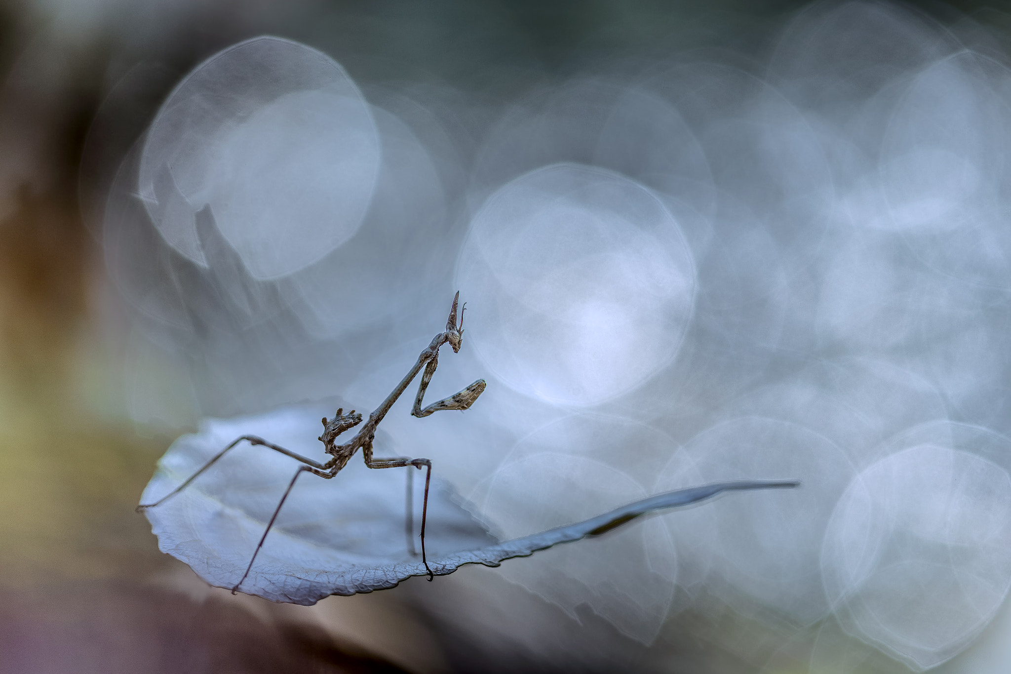Canon EF 100mm F2.8 Macro USM sample photo. Surfing with the alien... photography